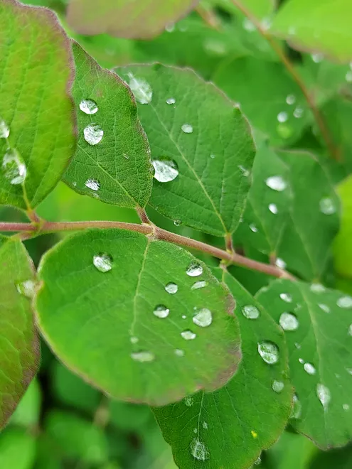drops of rain