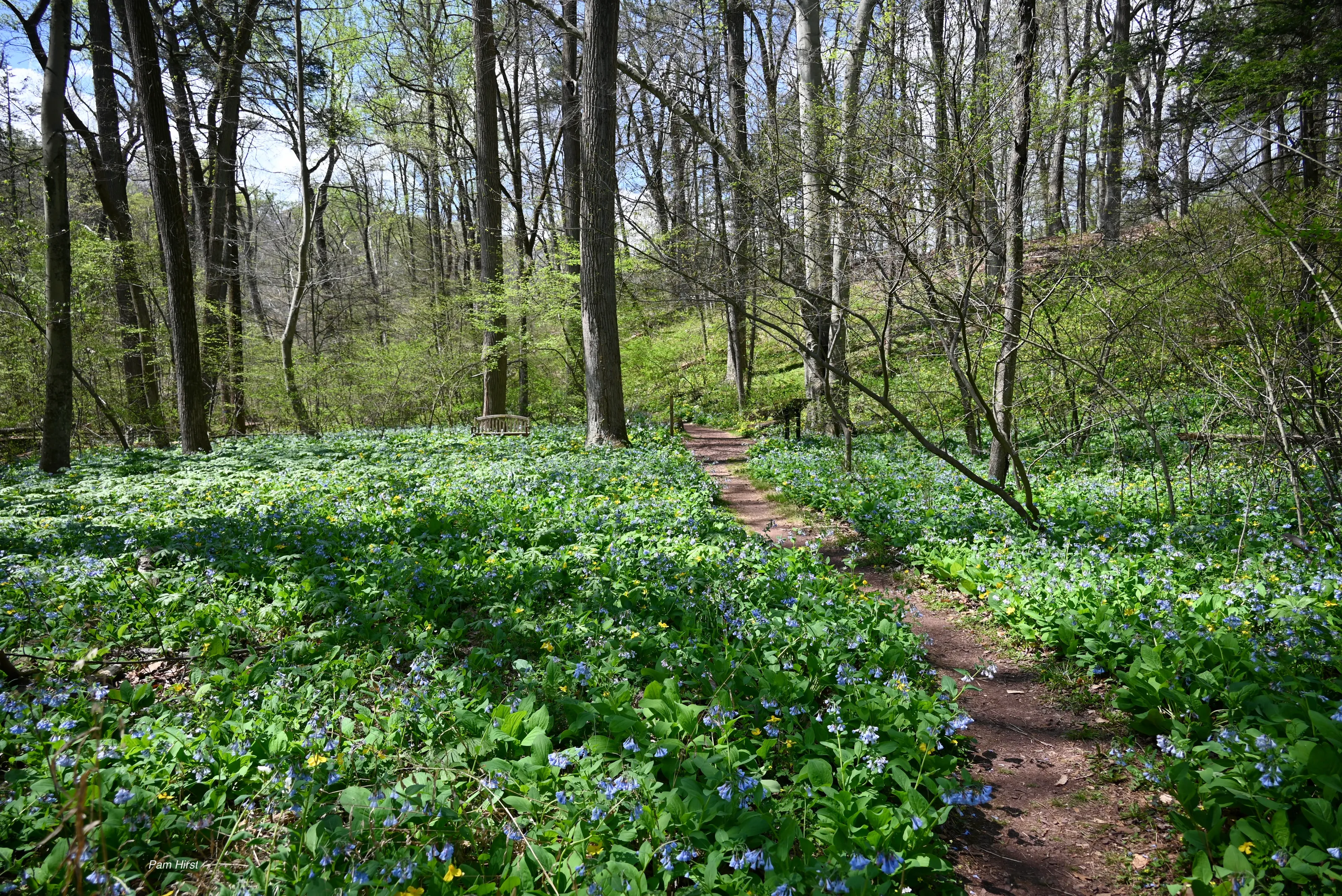 Bluebells in Bloom