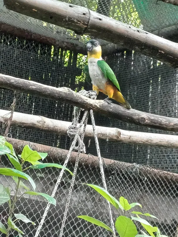 Tricolor parrot