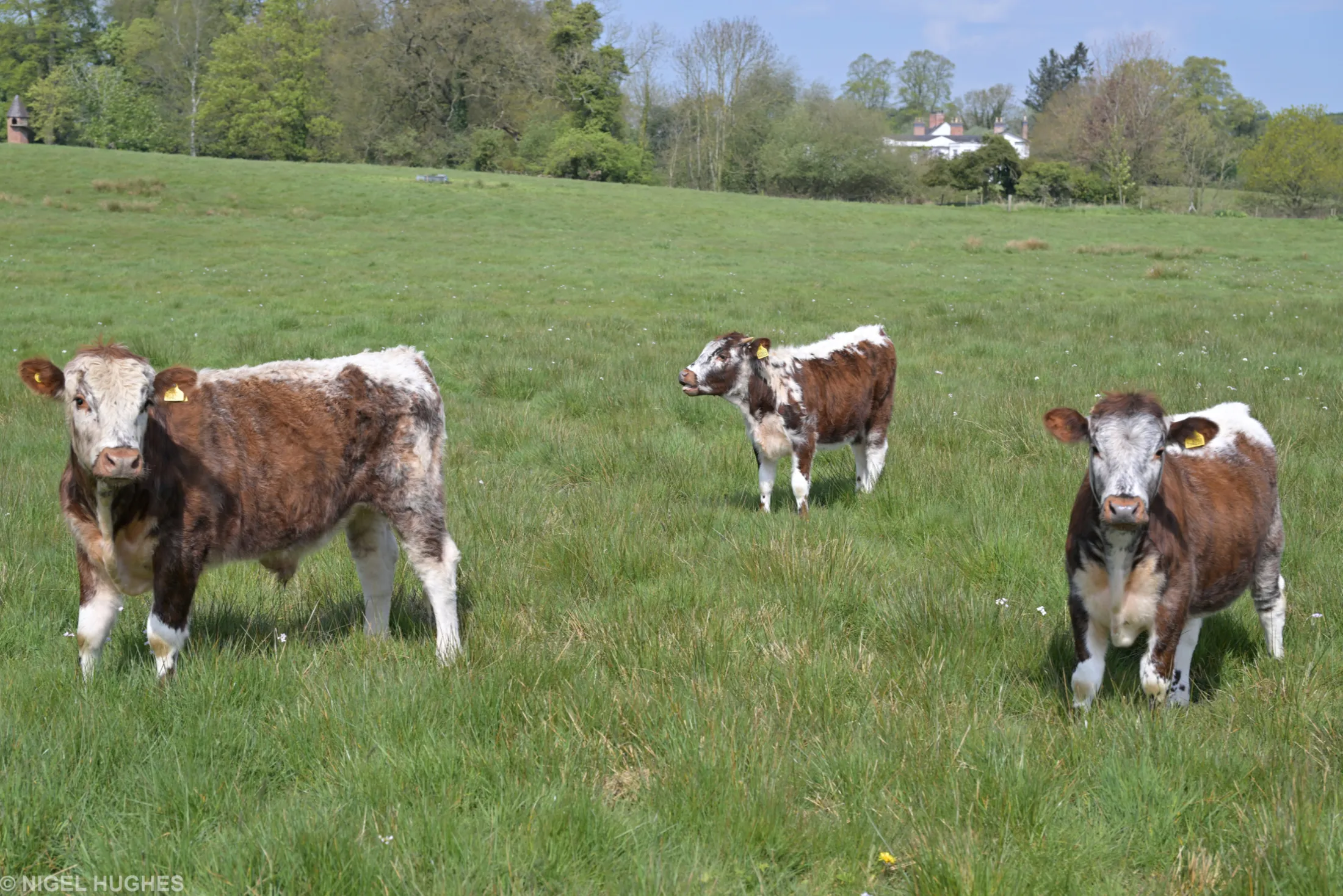 CATTLE