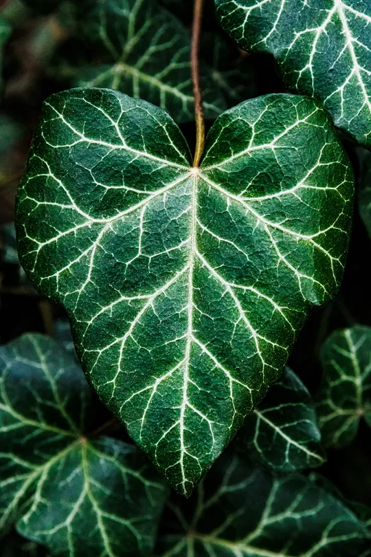 Ivy Love