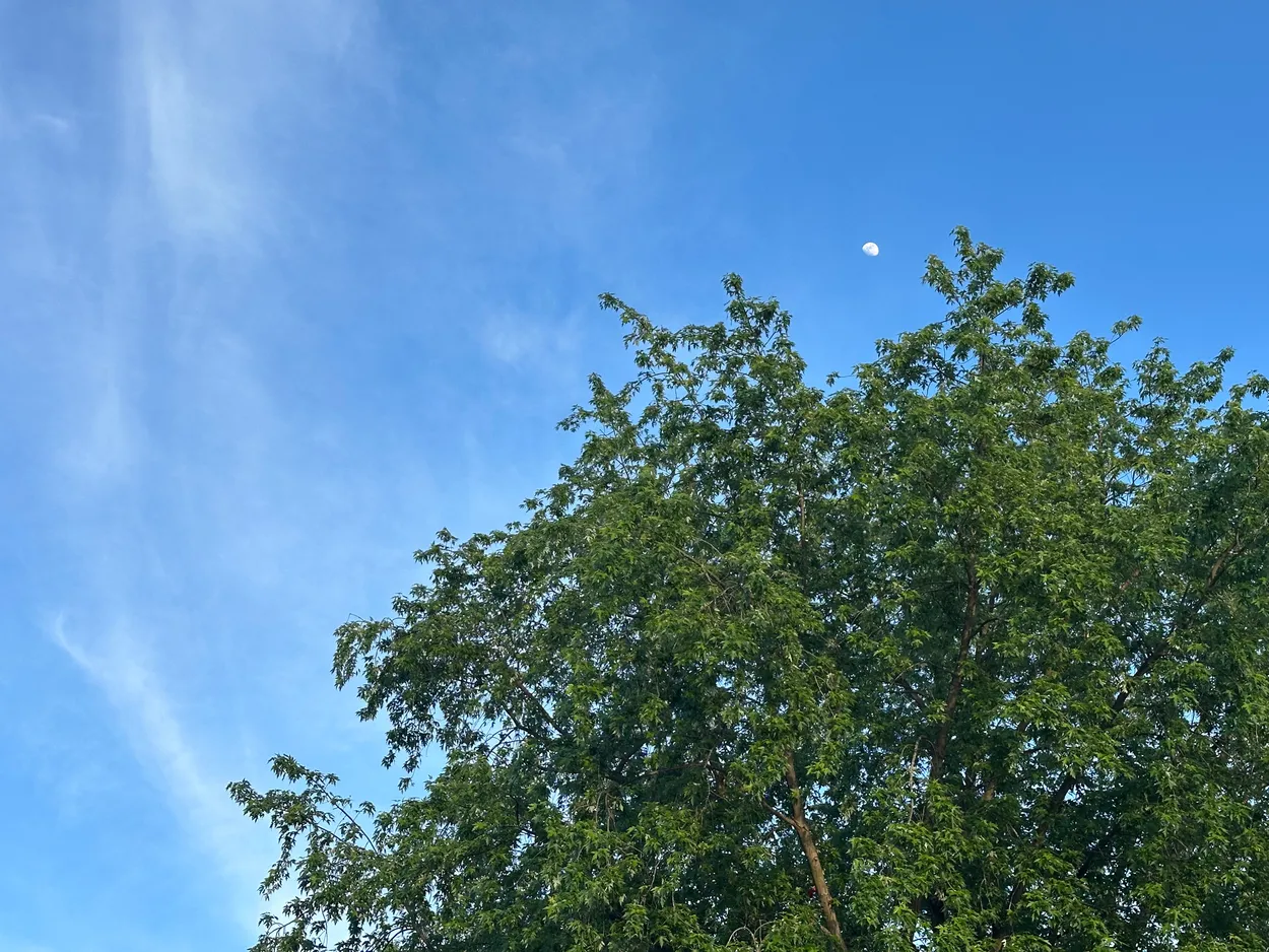Moon
