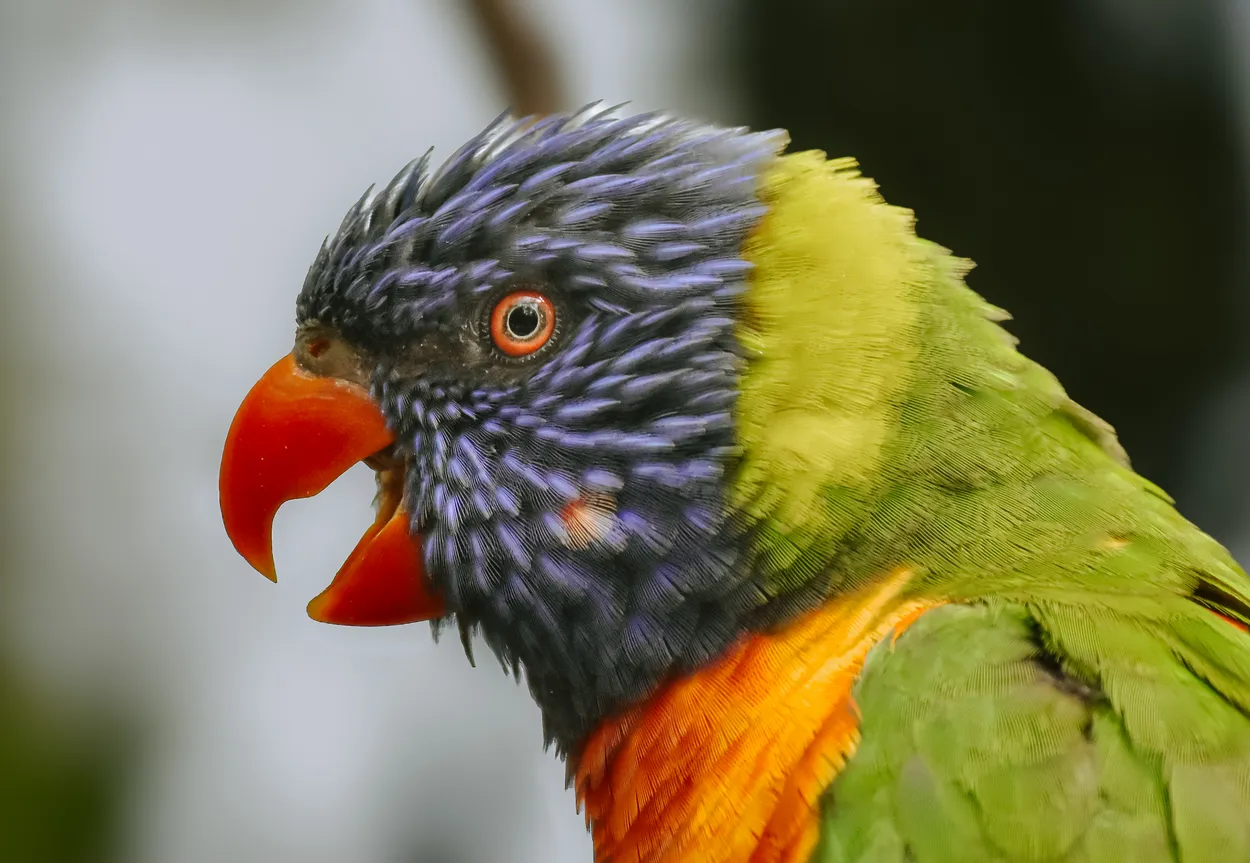 Rainbow lorikeet