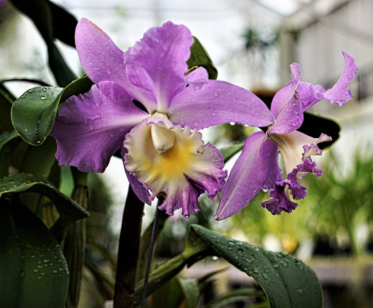 Orchid