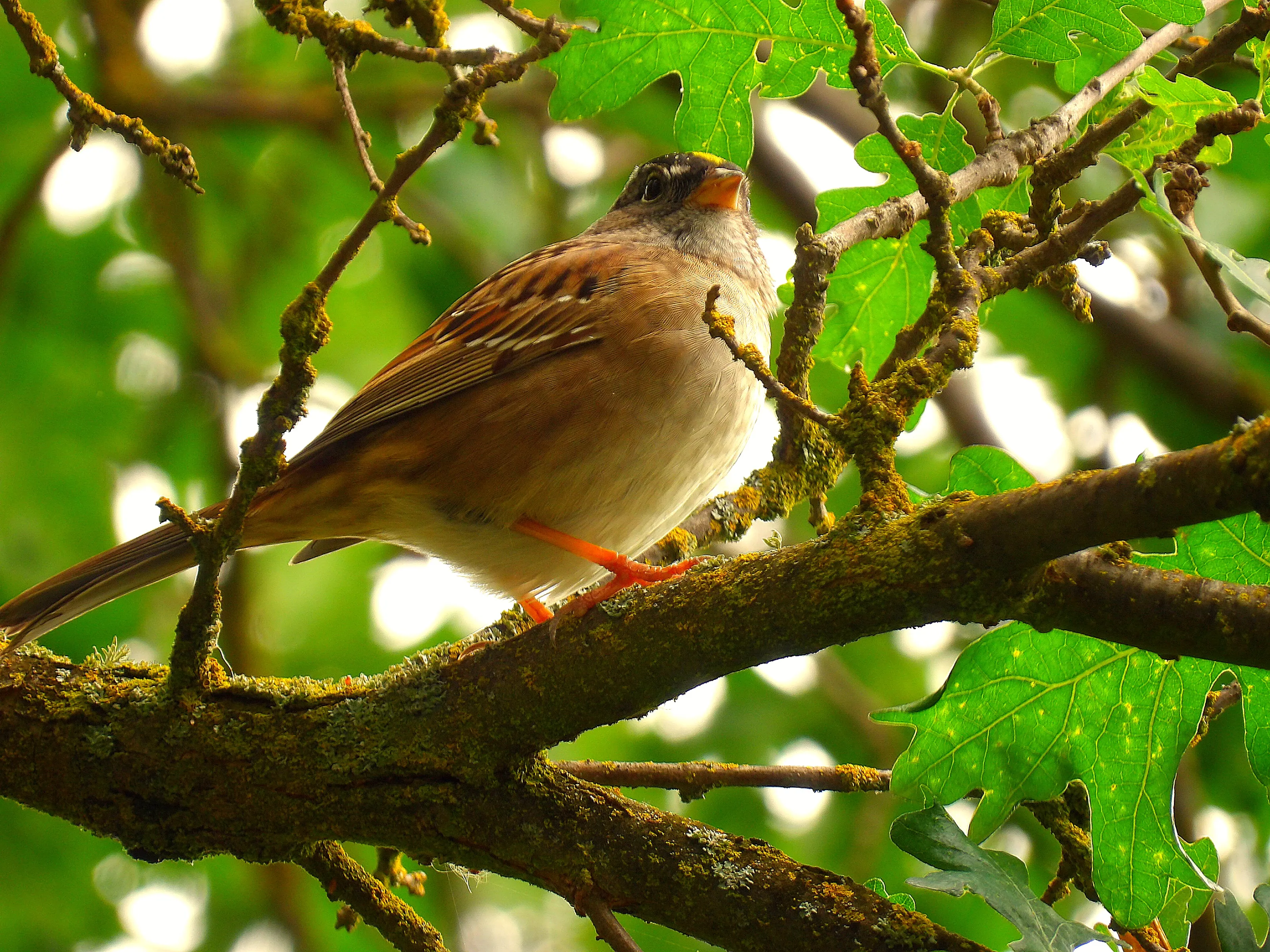 Little bird on a branch