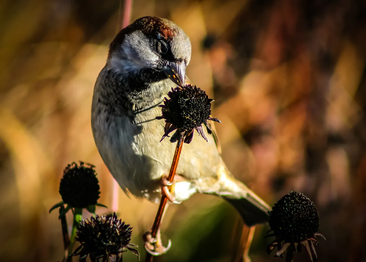 House Sparrow