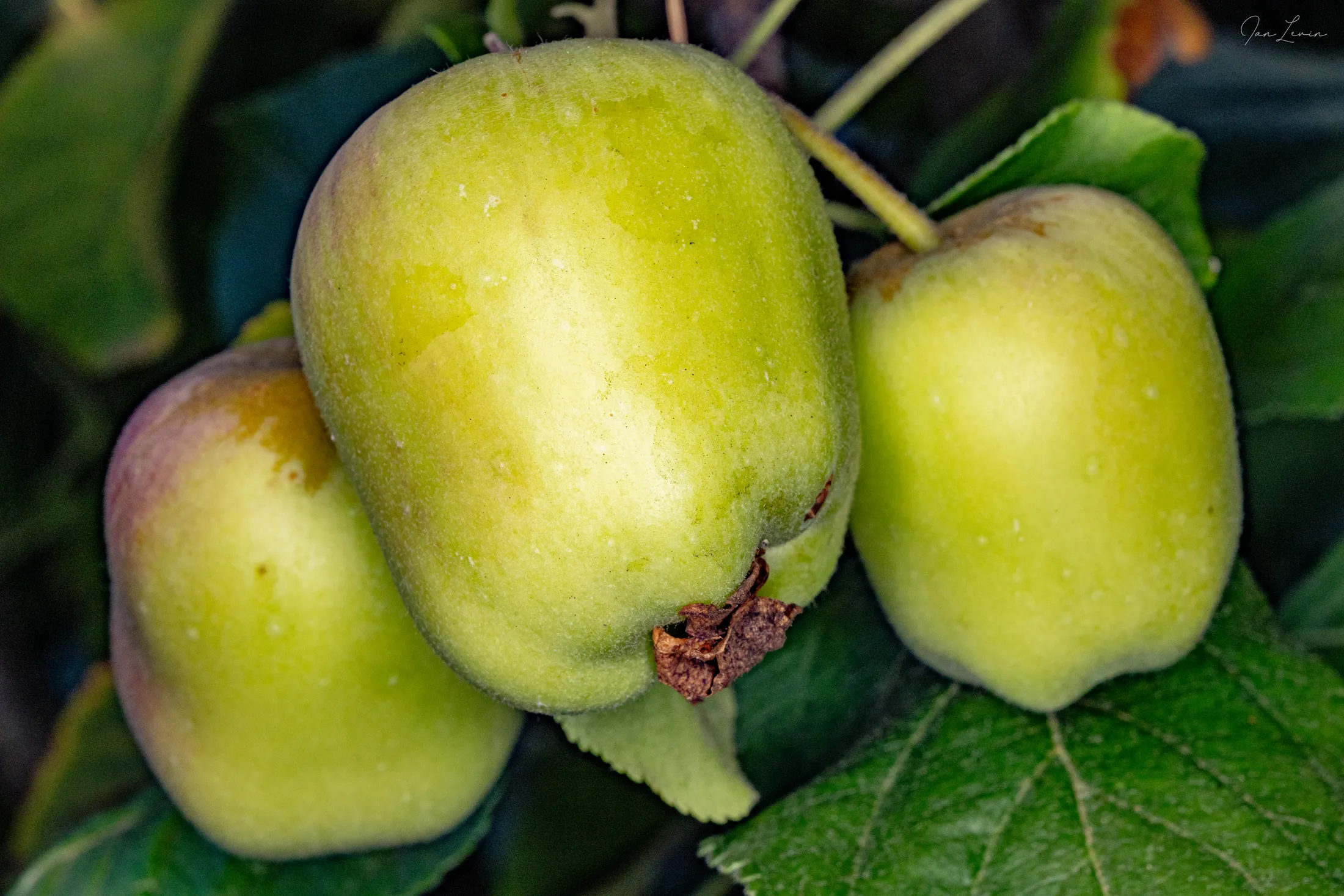 Three Little Apples