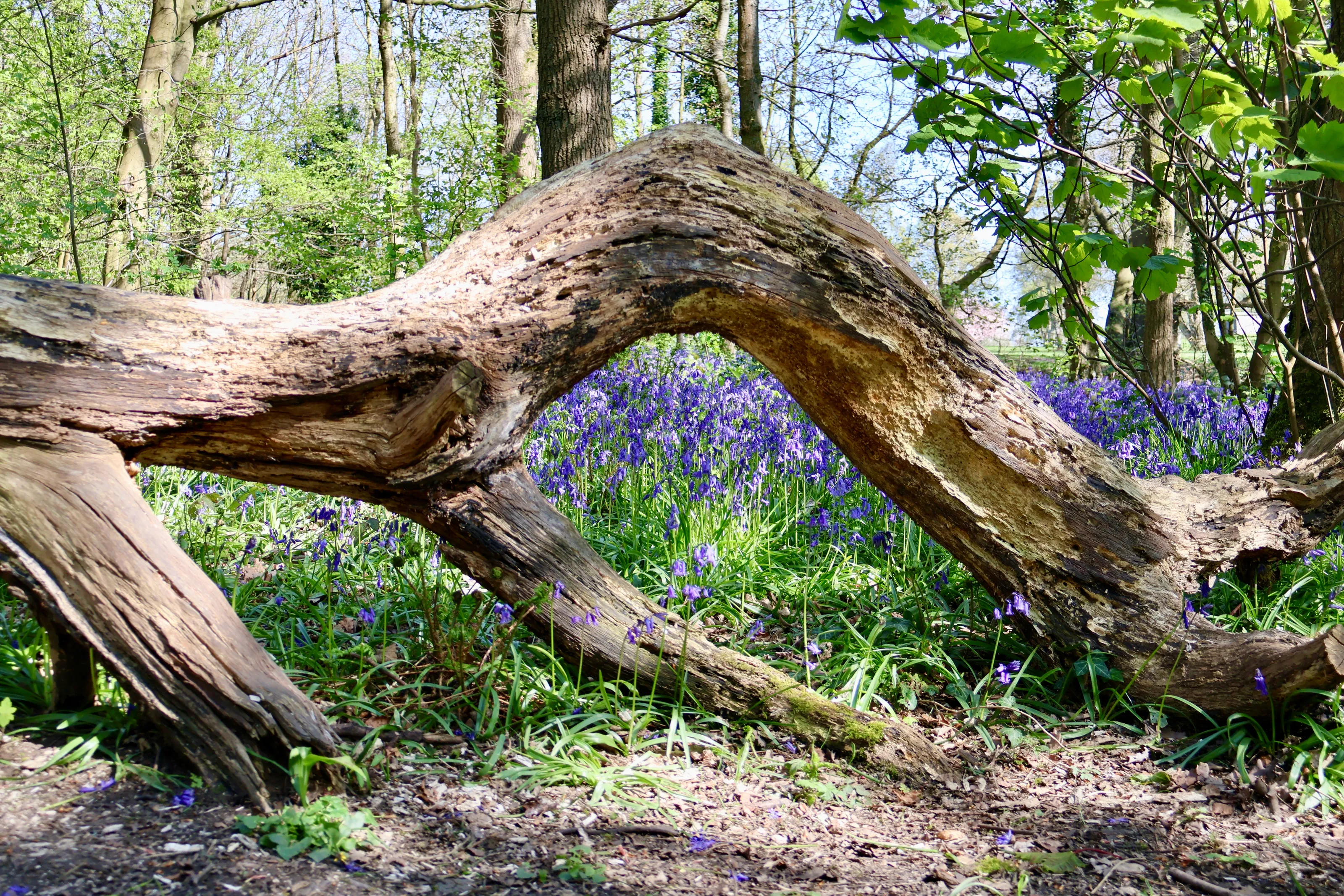 Fairy Door in Spring Wood