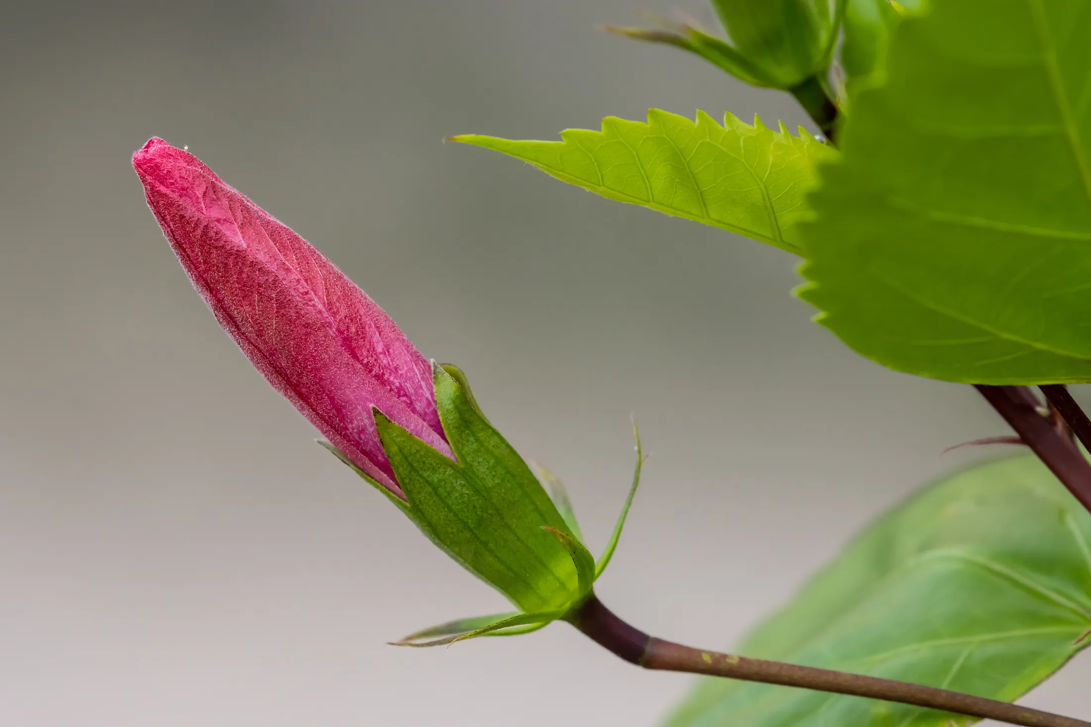 Pink Hibiscus Bud