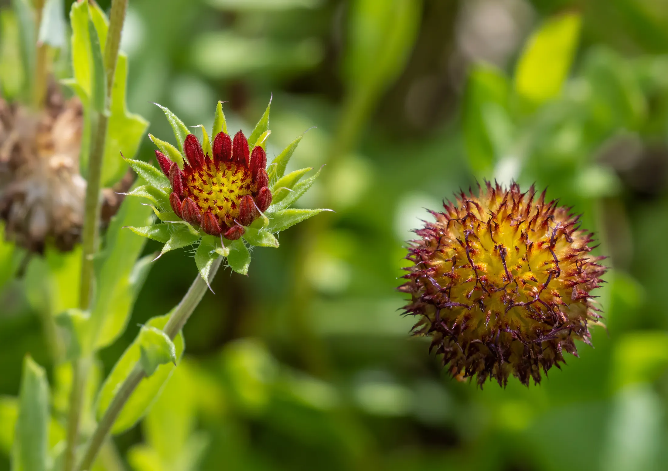 Mexican Daisies