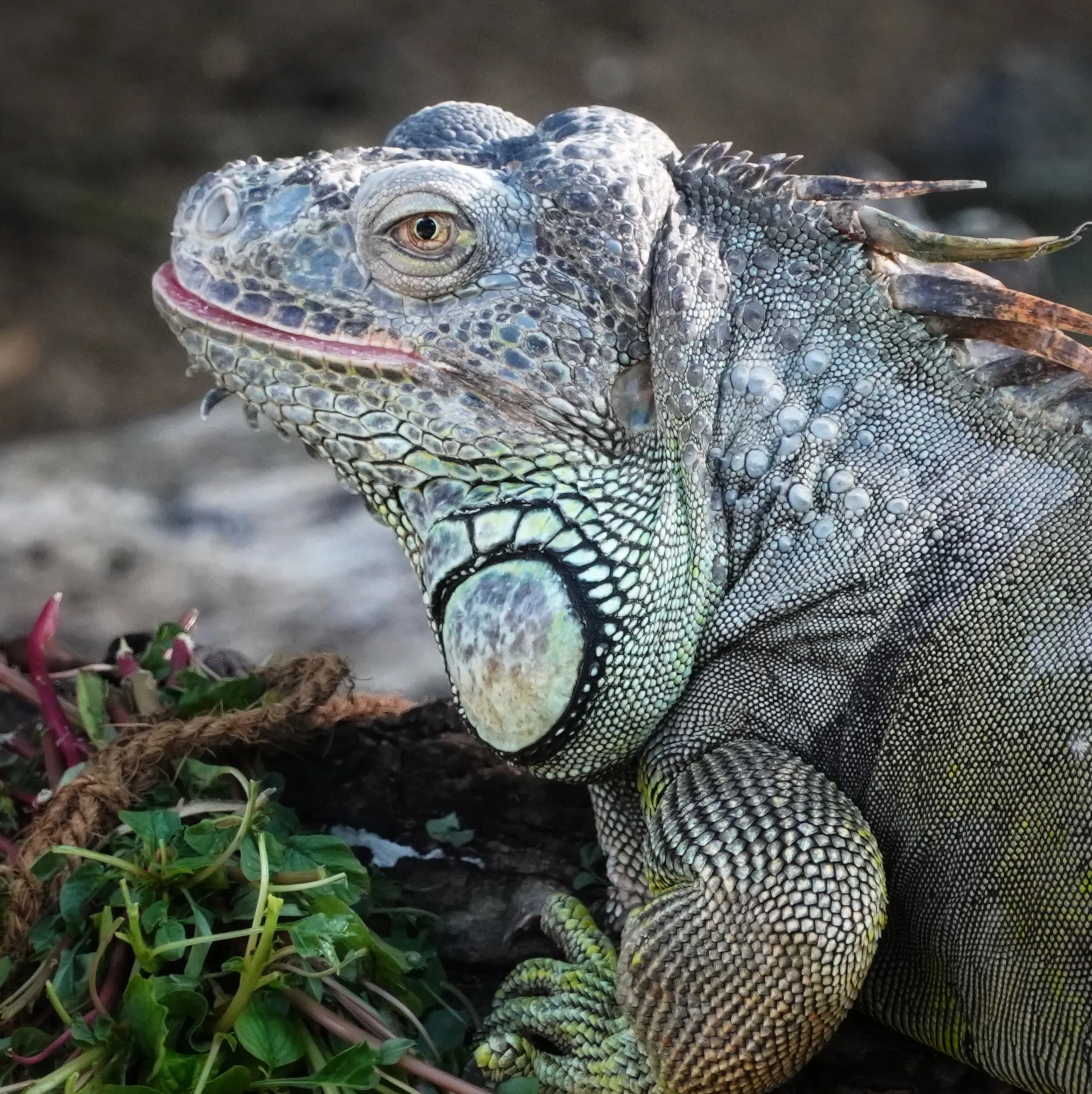 Iguana At Chennai Crocodile Park