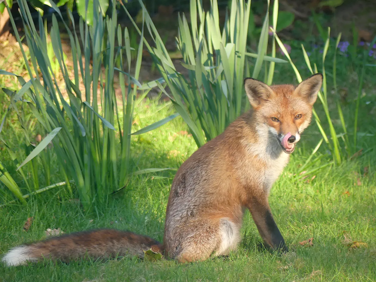 Our fox visitor
