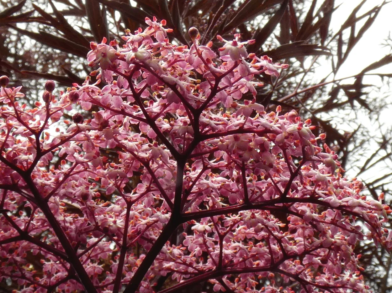 Mostly pink!