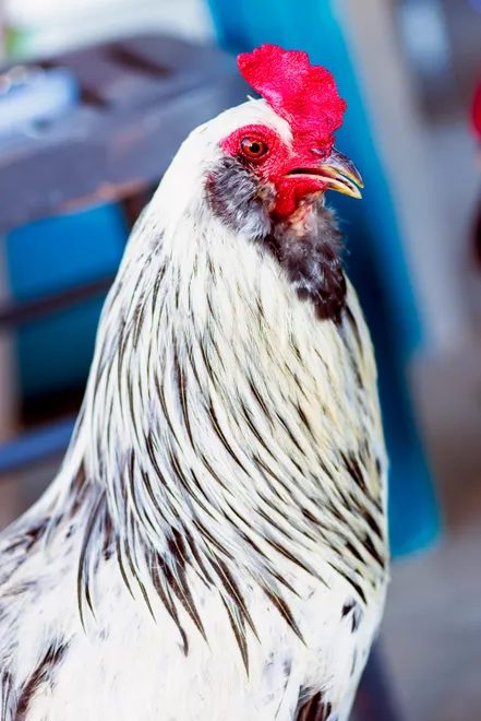 Colorful rooster struts in the farmyard