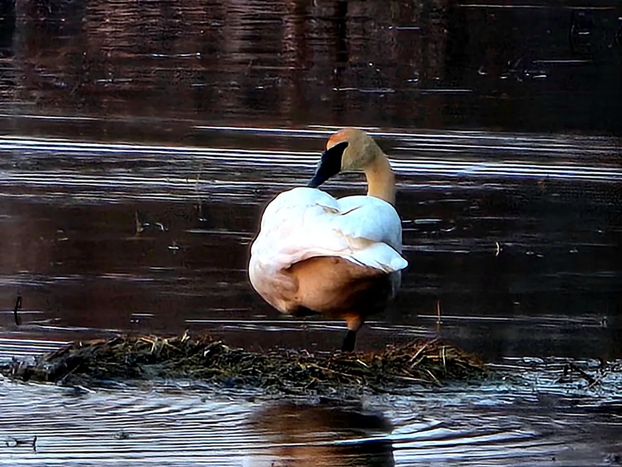 Swan Lake