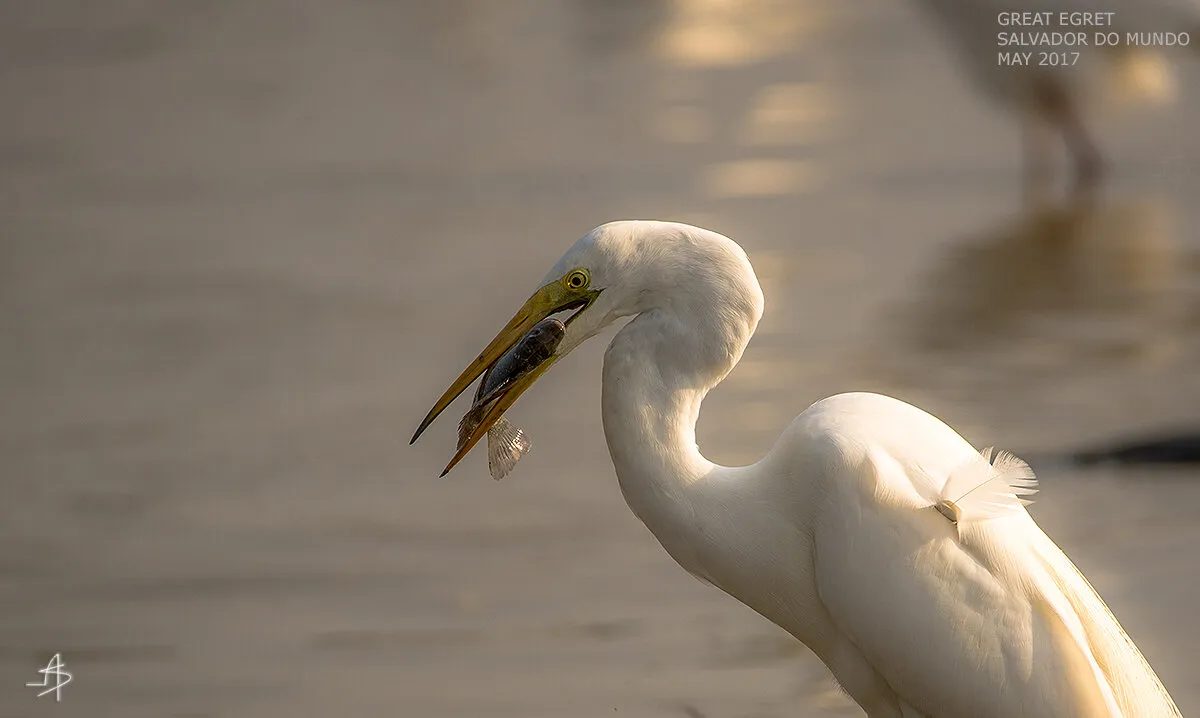 White Intermediate Egret