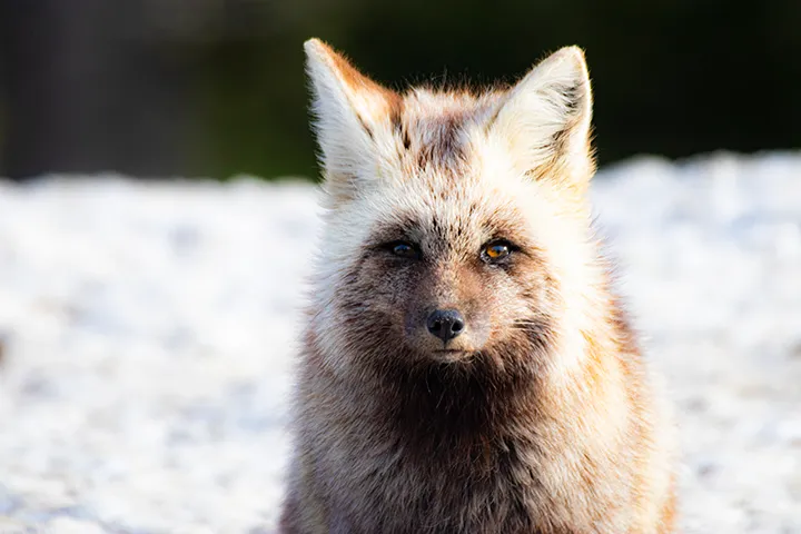Wolves, Foxes, Coyotes and Other Wild Canids