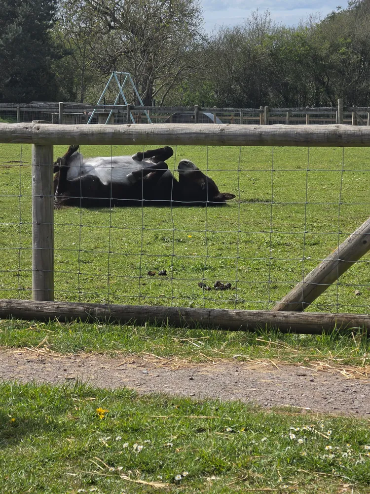 Just a donkey laying in his back lol