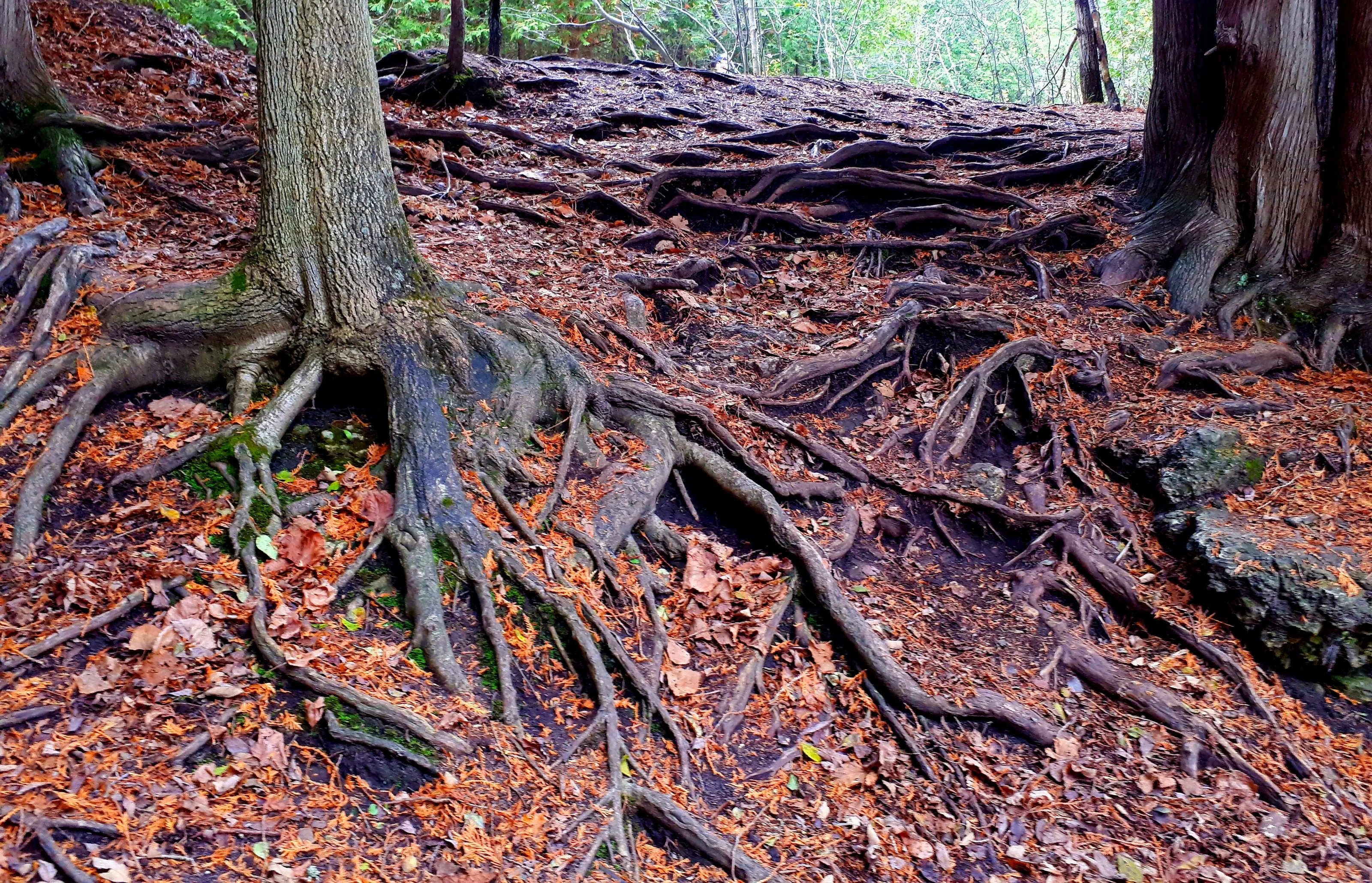 Tree Roots