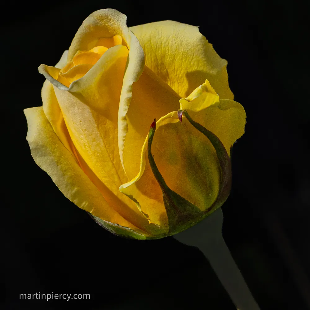 Yellow Rose