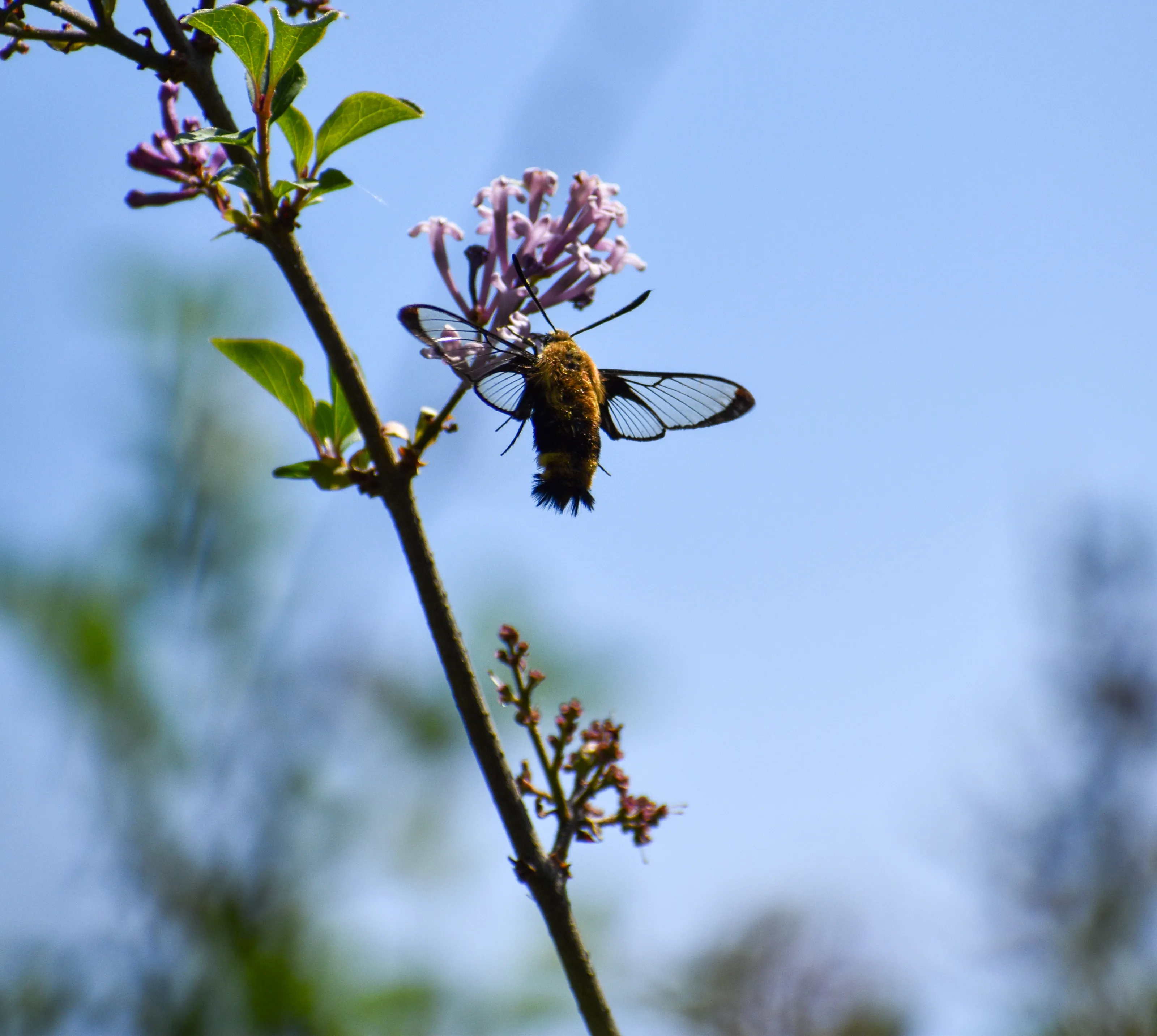 Hovering in the Lilacs
