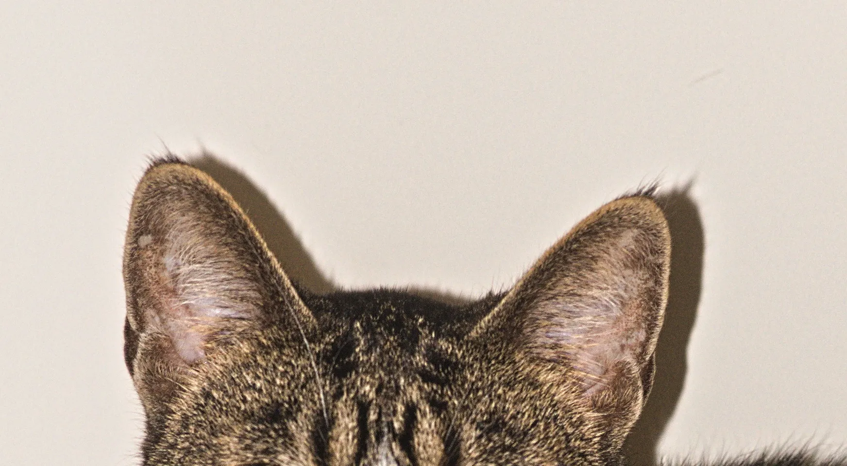 Animal's Ears (not humans)
