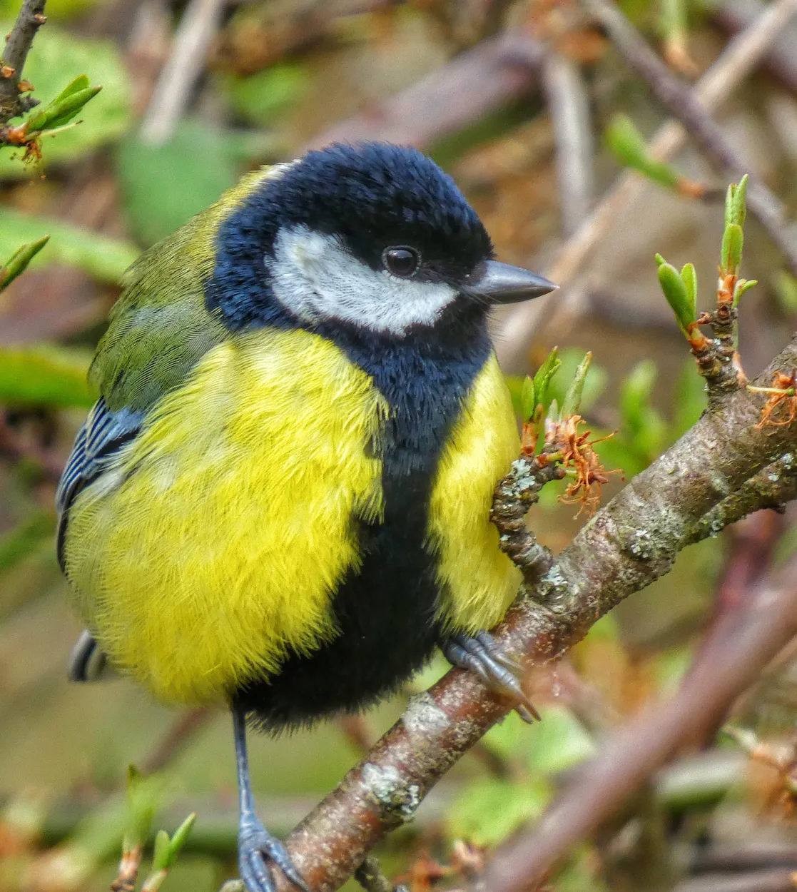 Male Great Tit