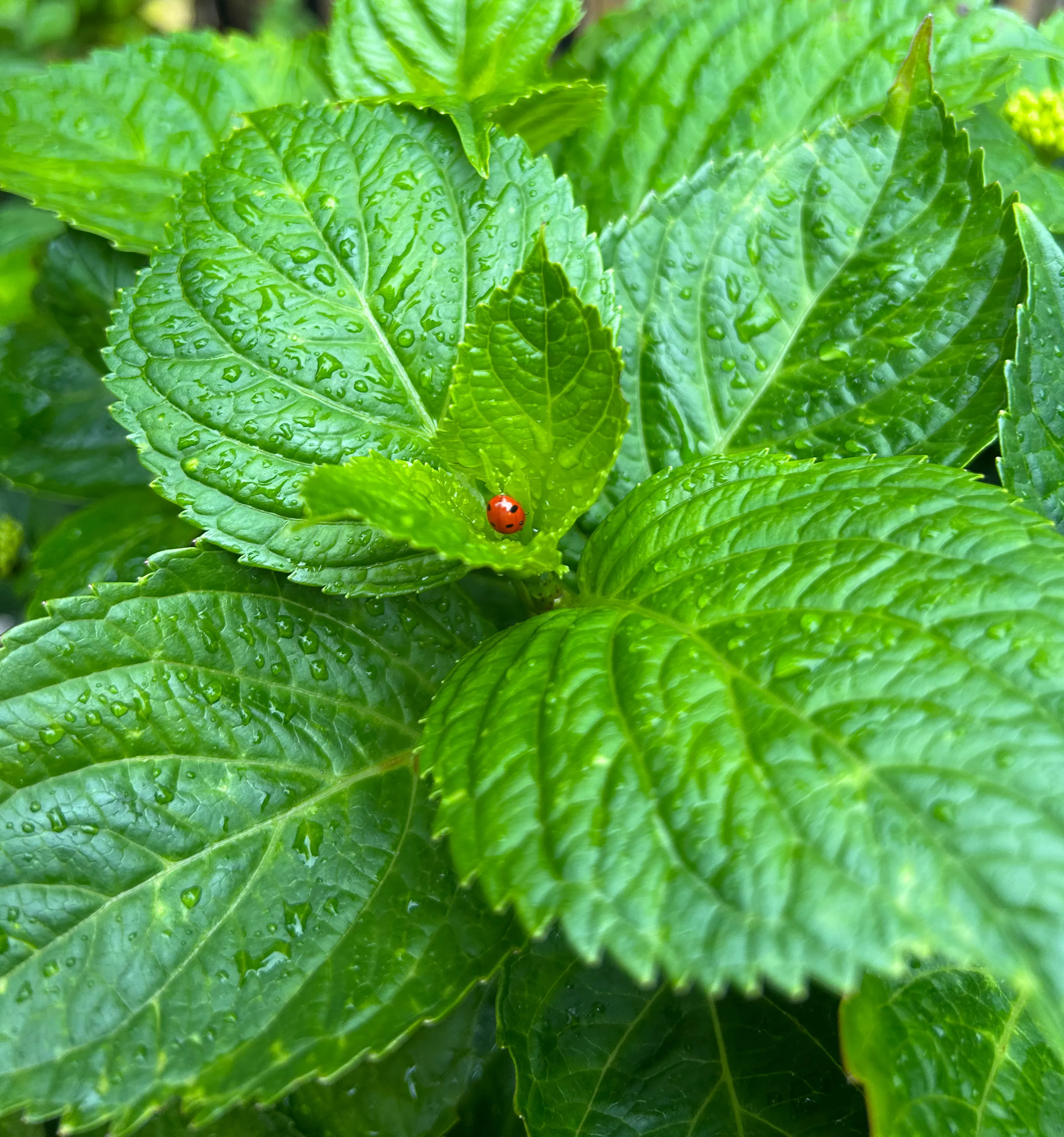 A Drop of Life