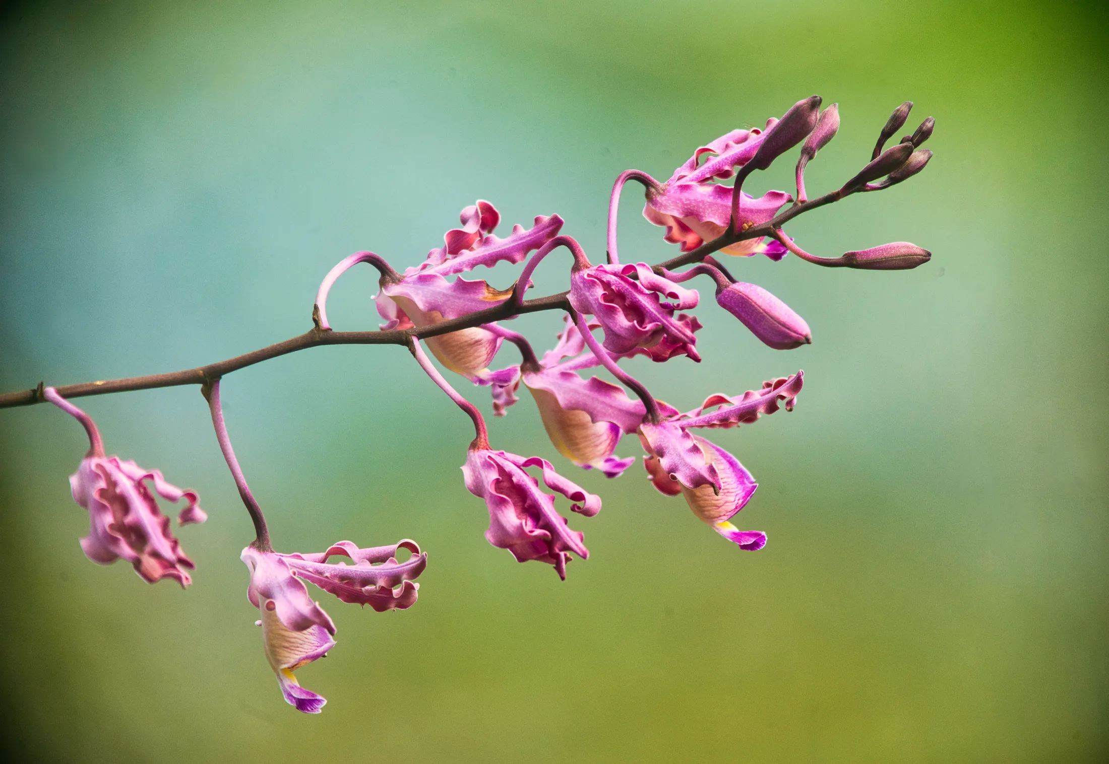 La orquídea del vecino