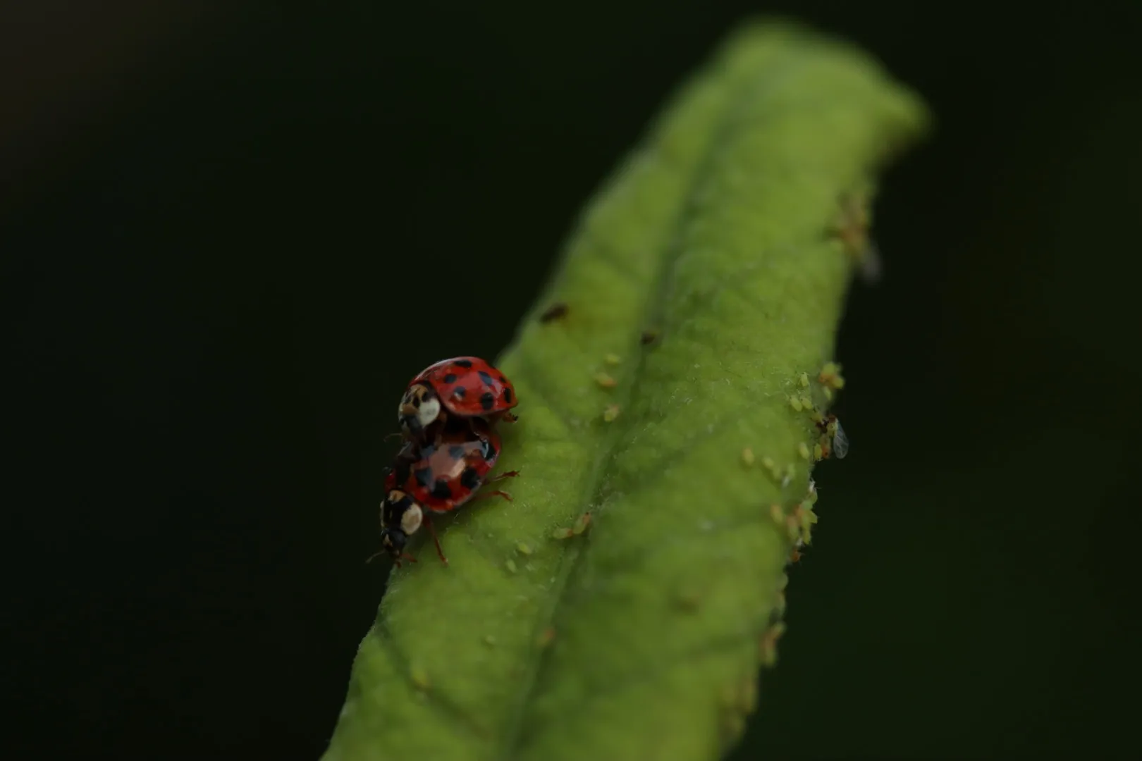 Ladybug love