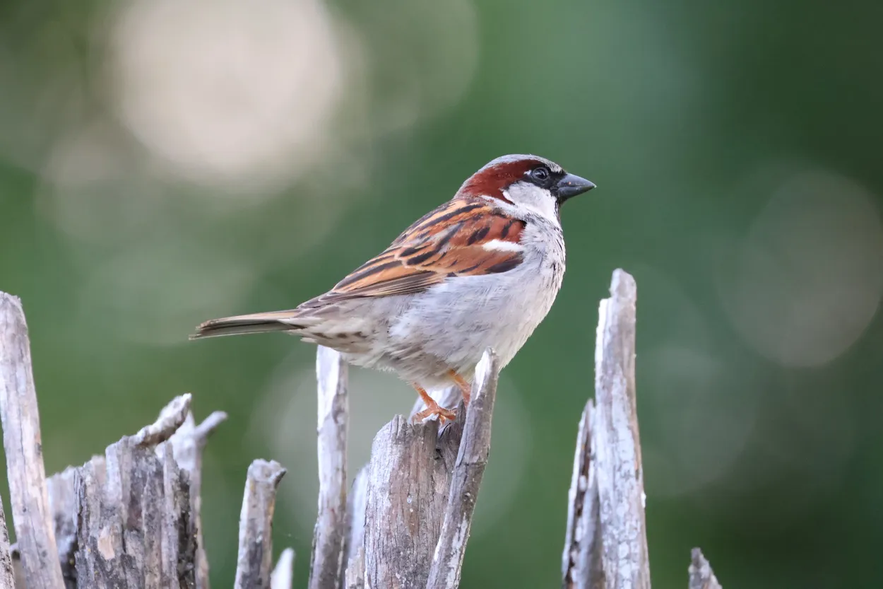 House Sparrow