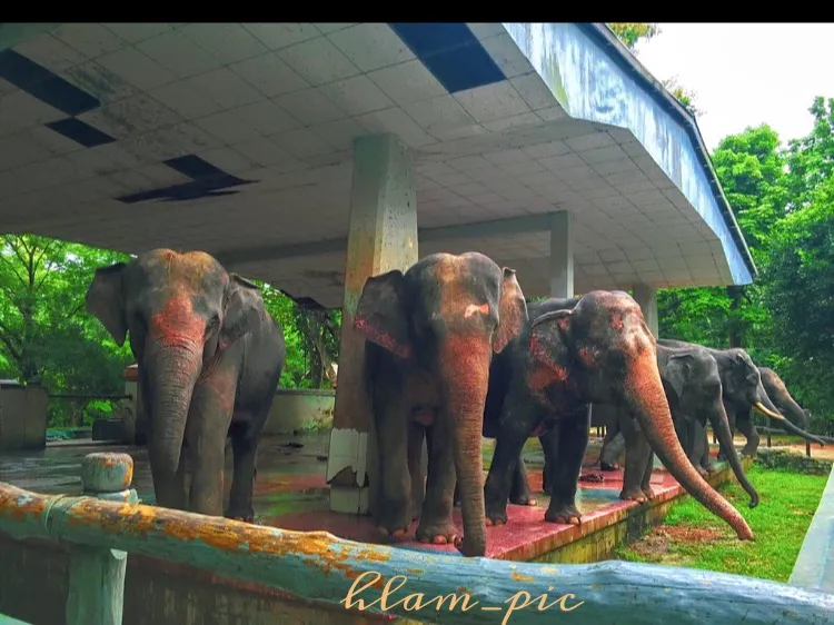 Camp And Elephants