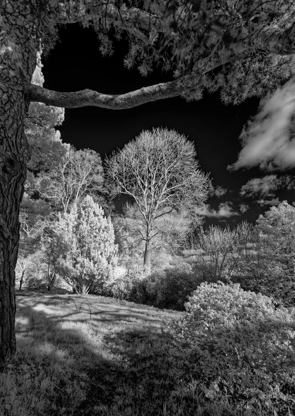 High Wealden Trees