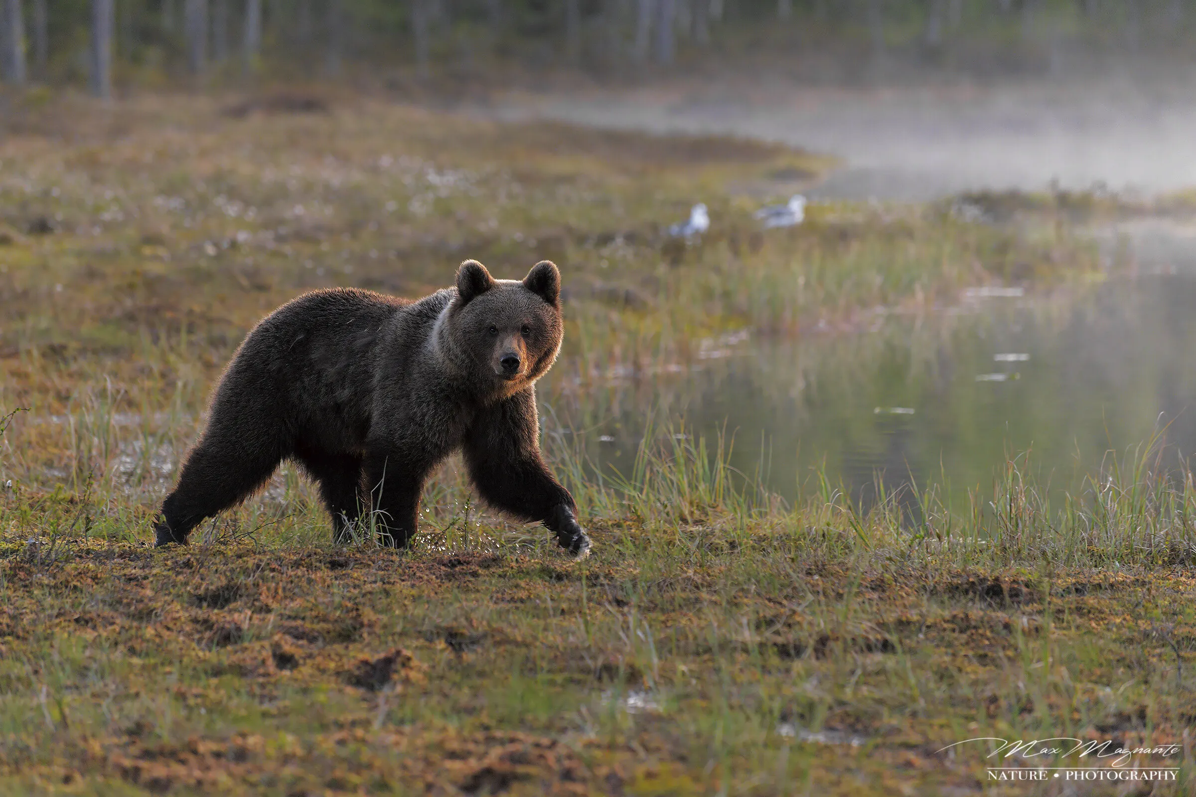 Brown Bear