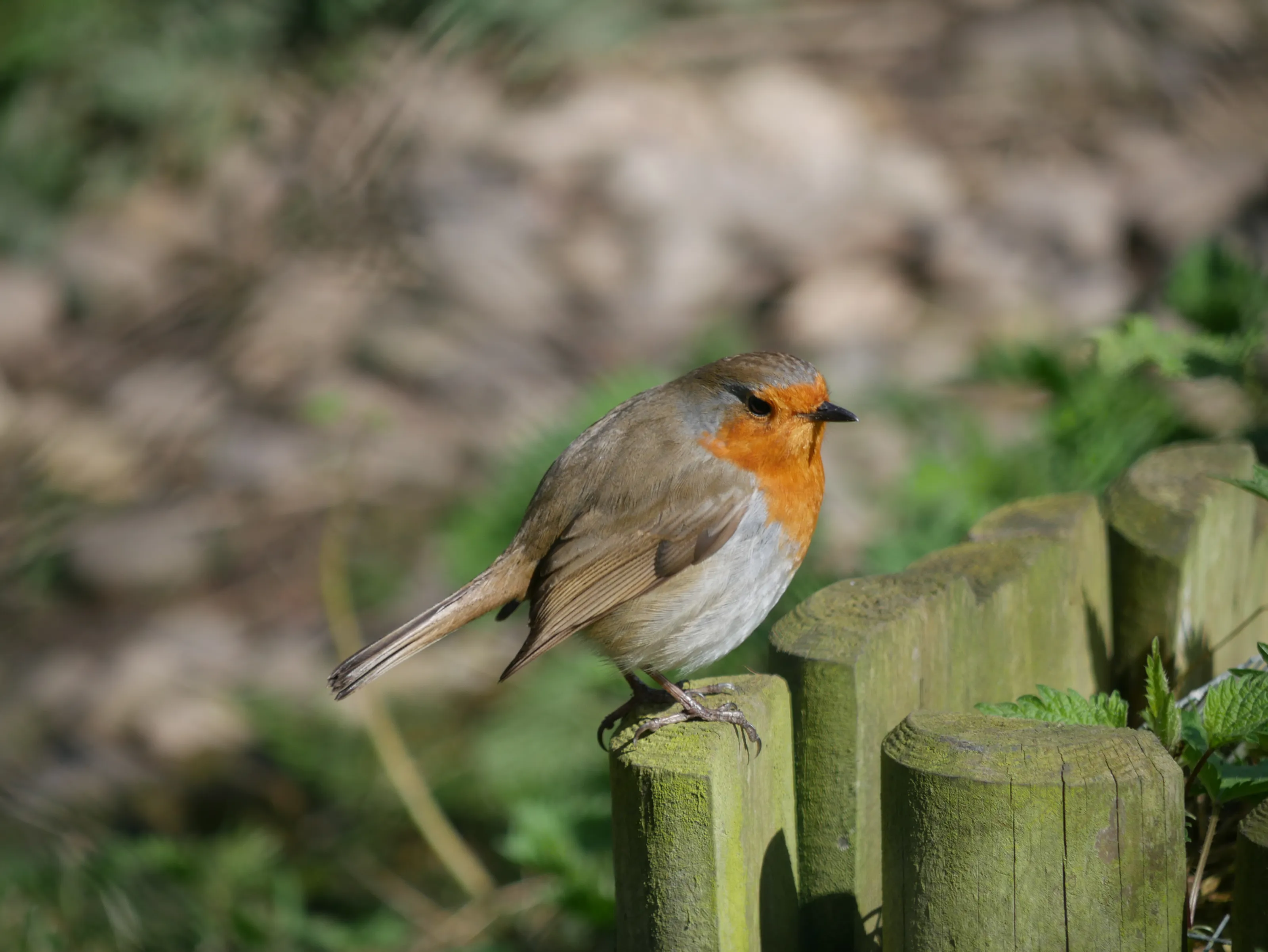 A bird is sitting