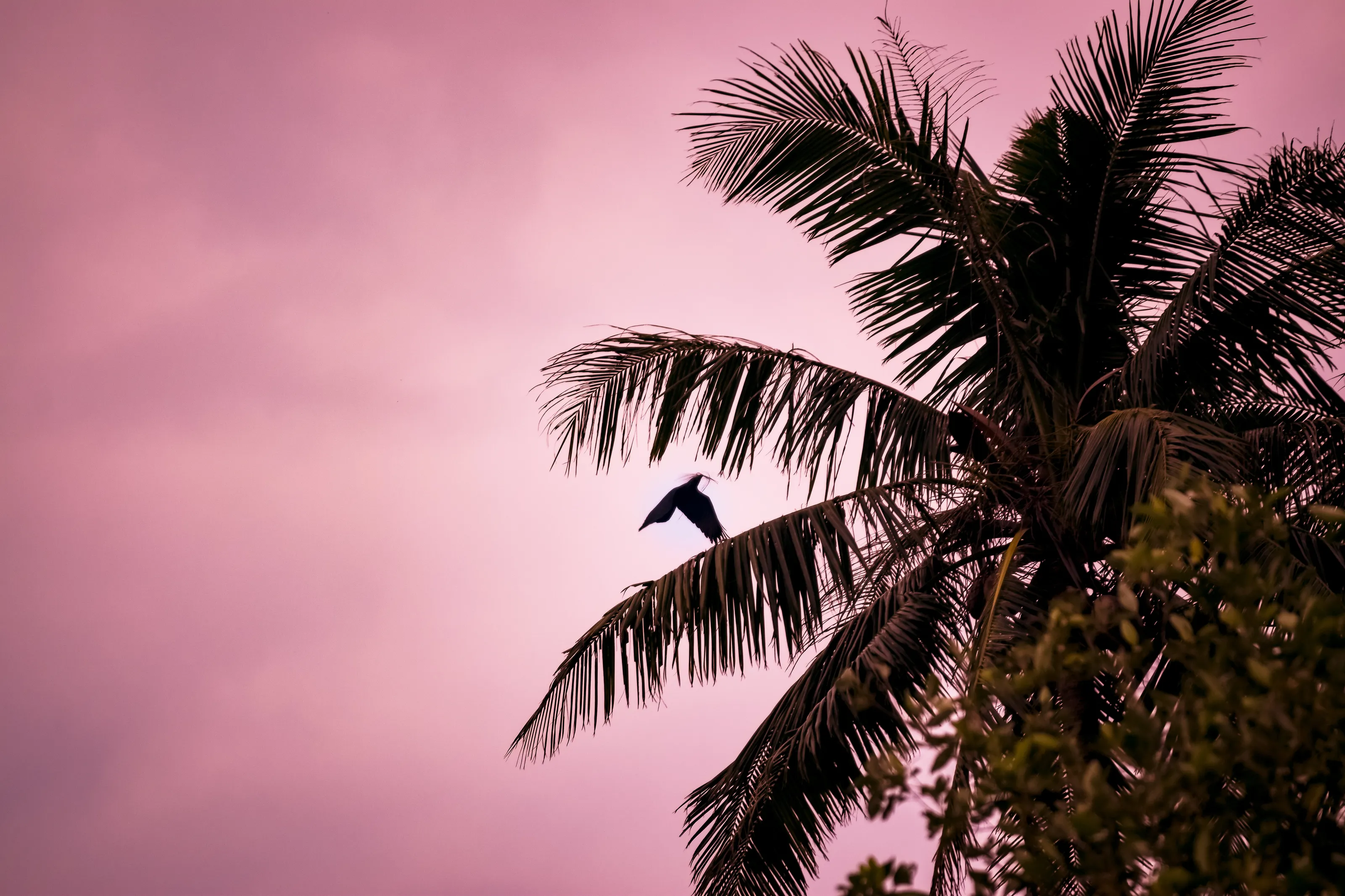 Tropical Wildlife (plants and animals)
