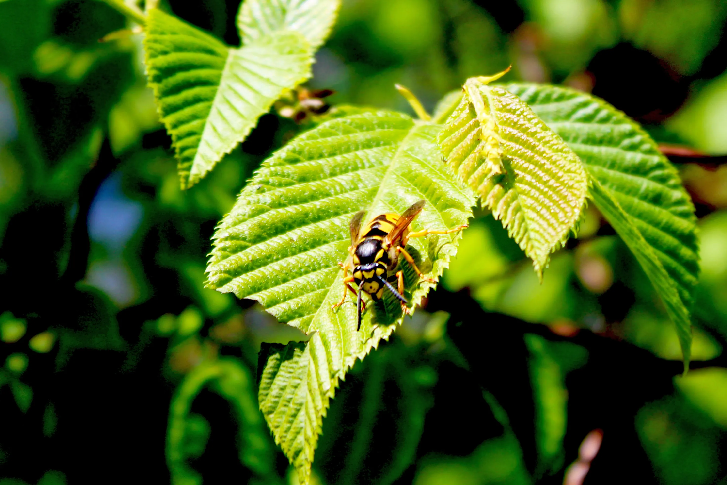 Bee Life