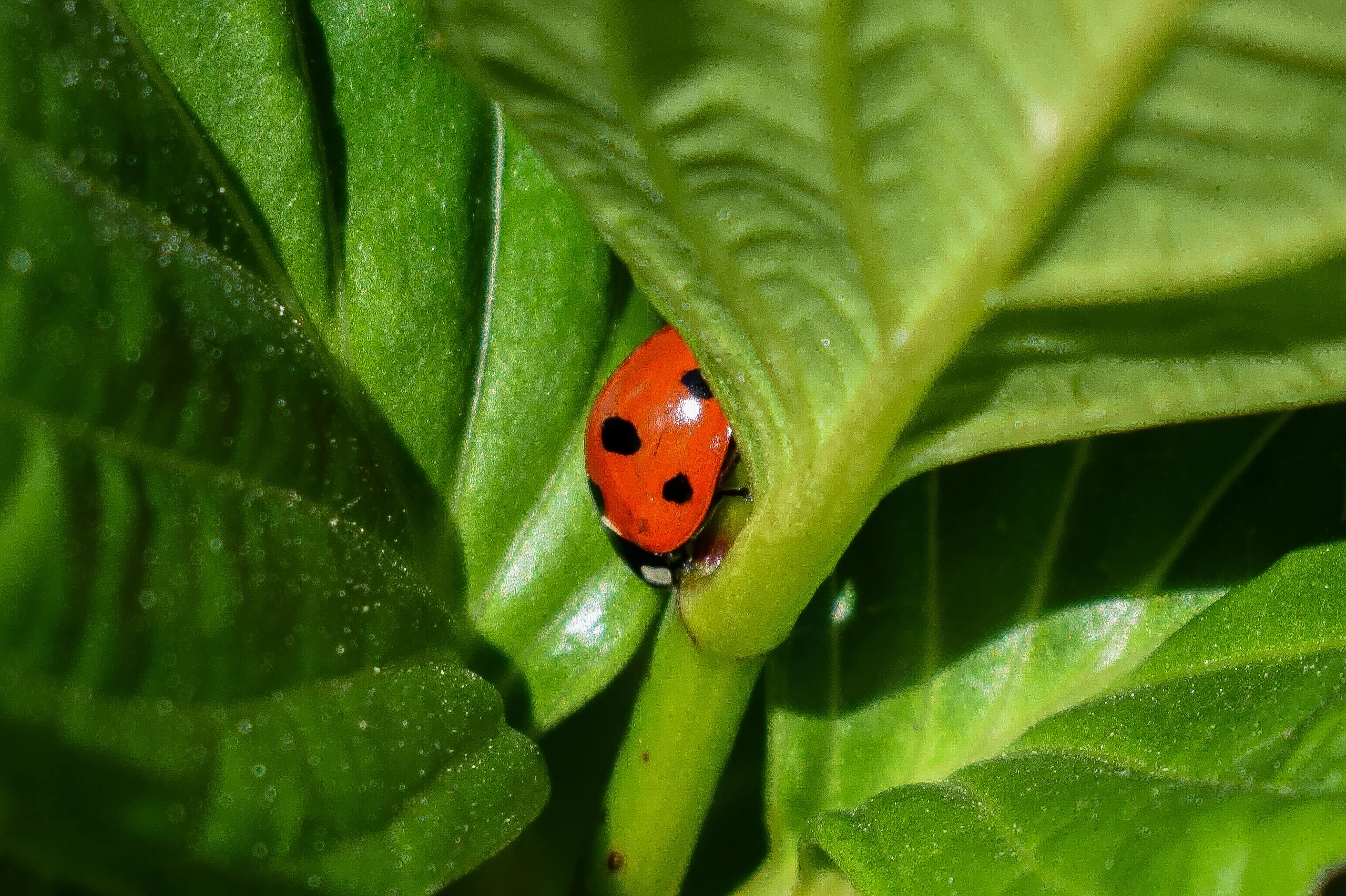 Ladybug