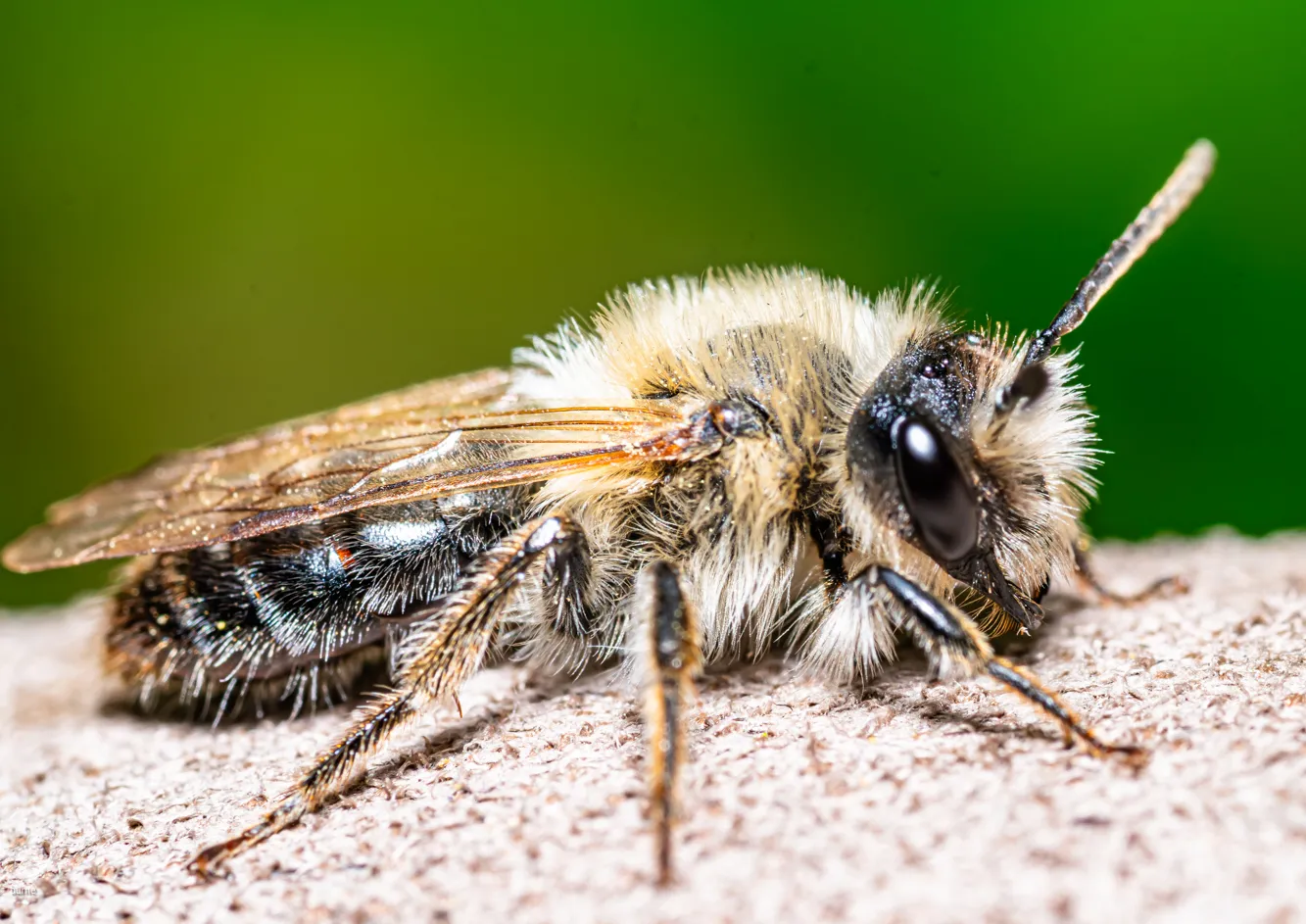 Resting bee in the garden