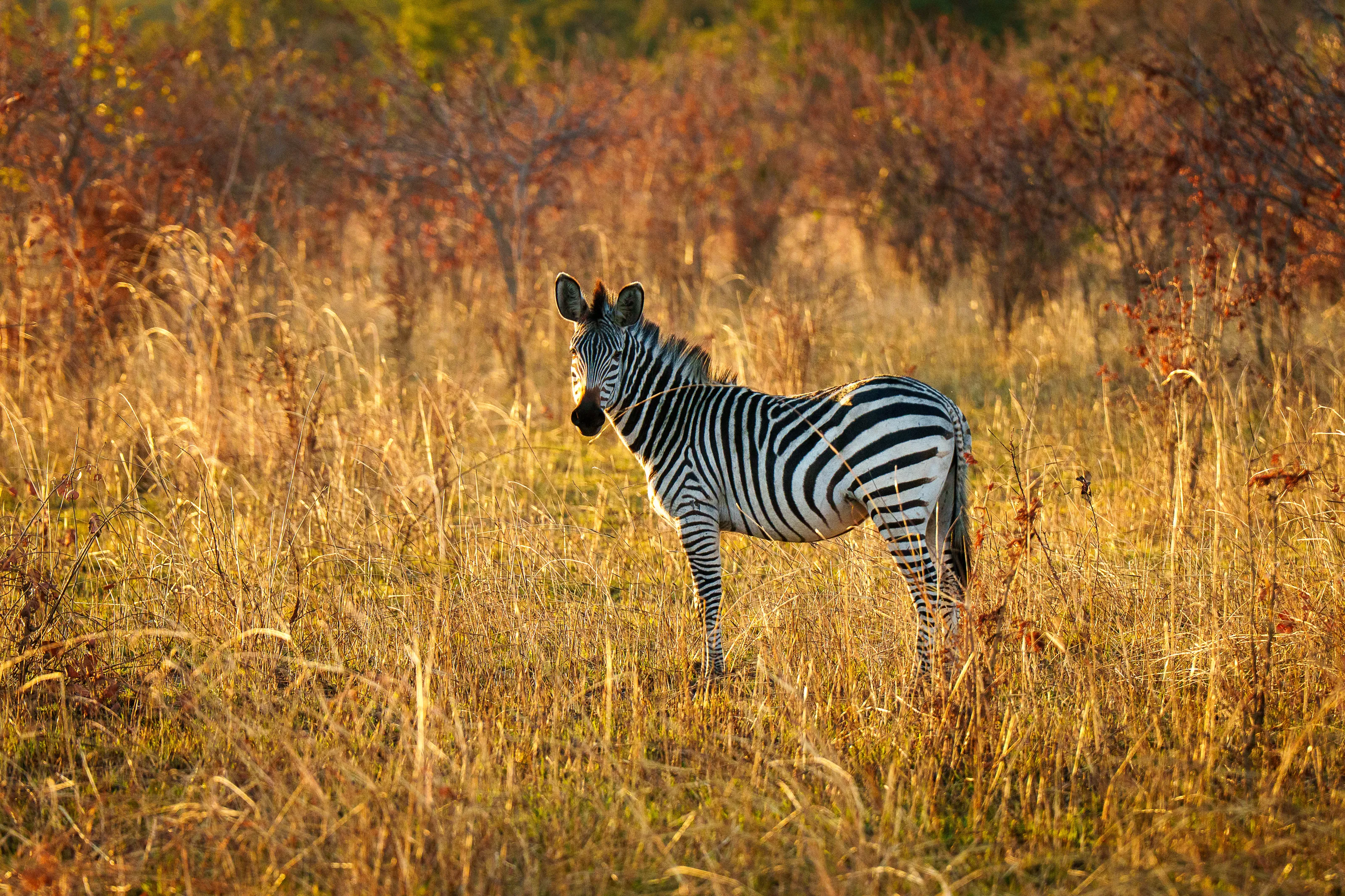Zebra during golden hour in fields of Zambia, Africa