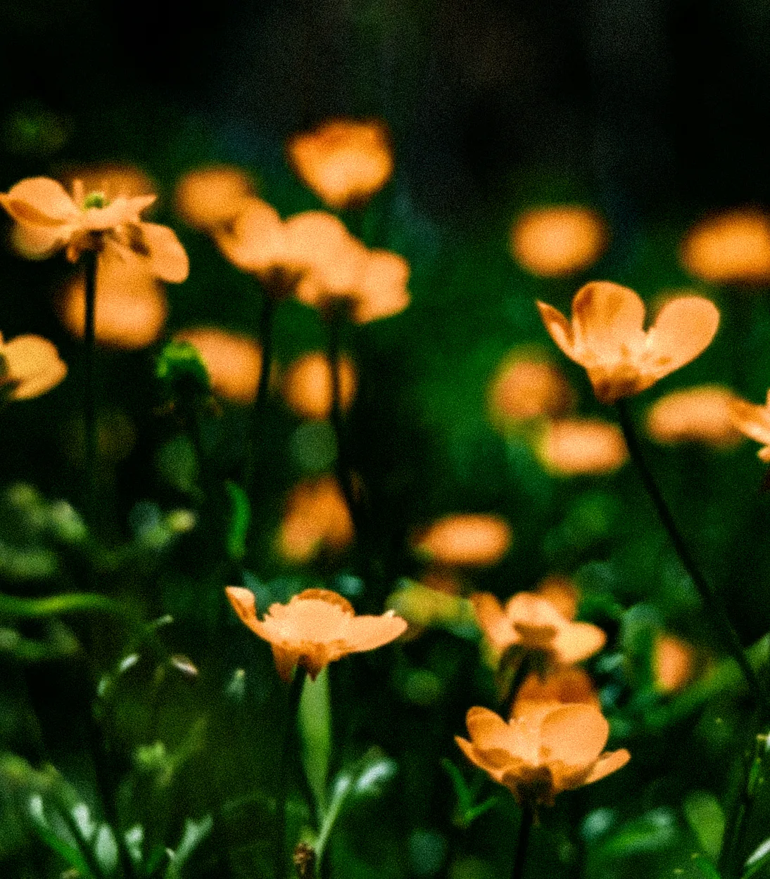 Flowers in the Field
