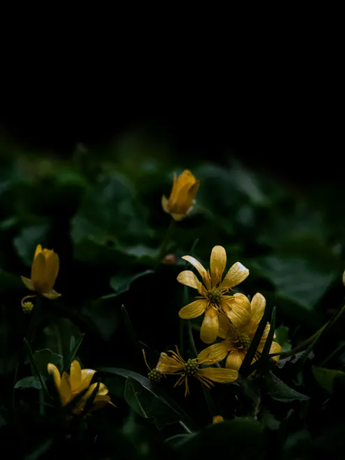 Trampled on the Forest Floor
