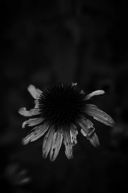 Scars