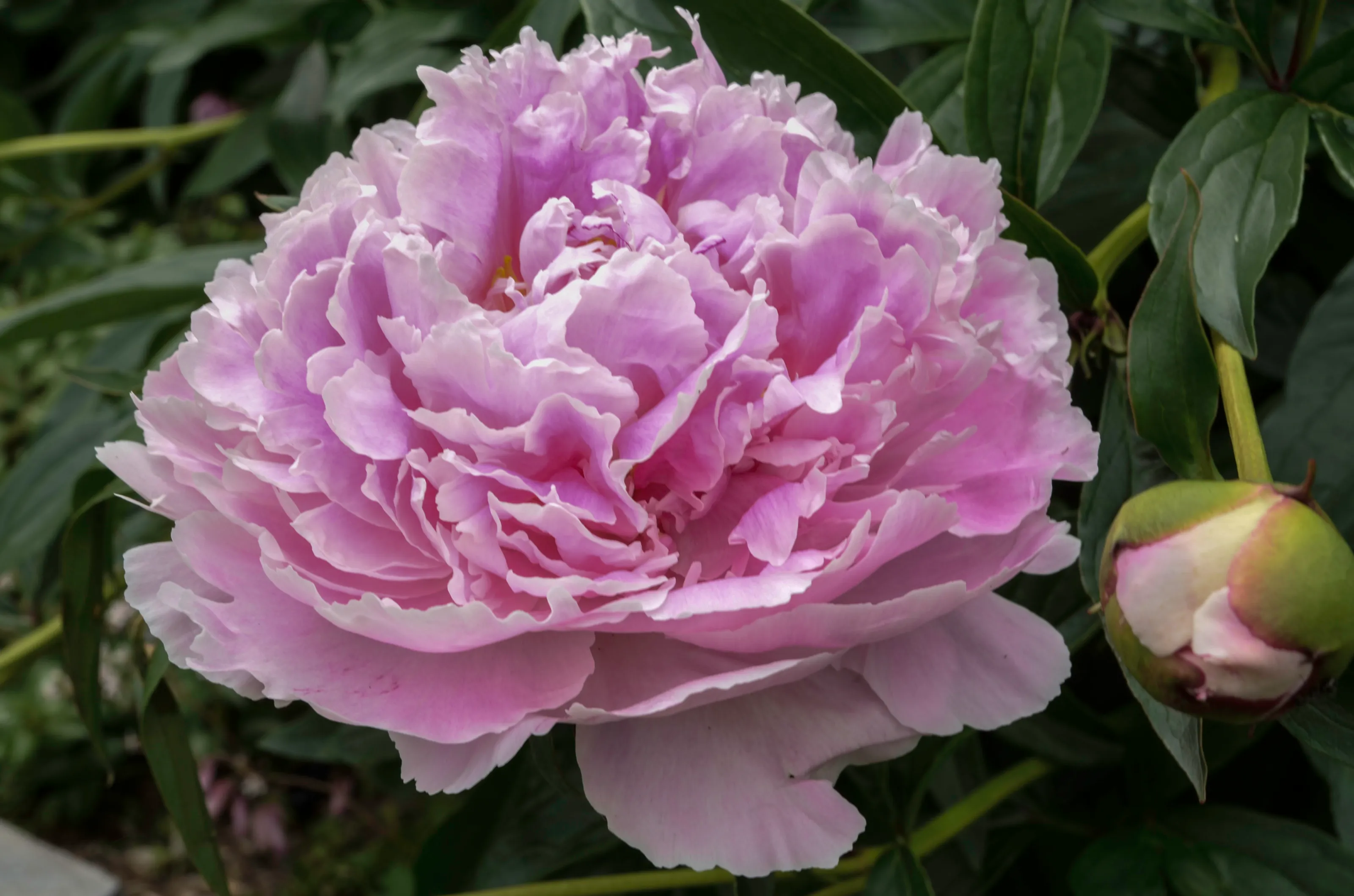 A Single Peony (in colour)