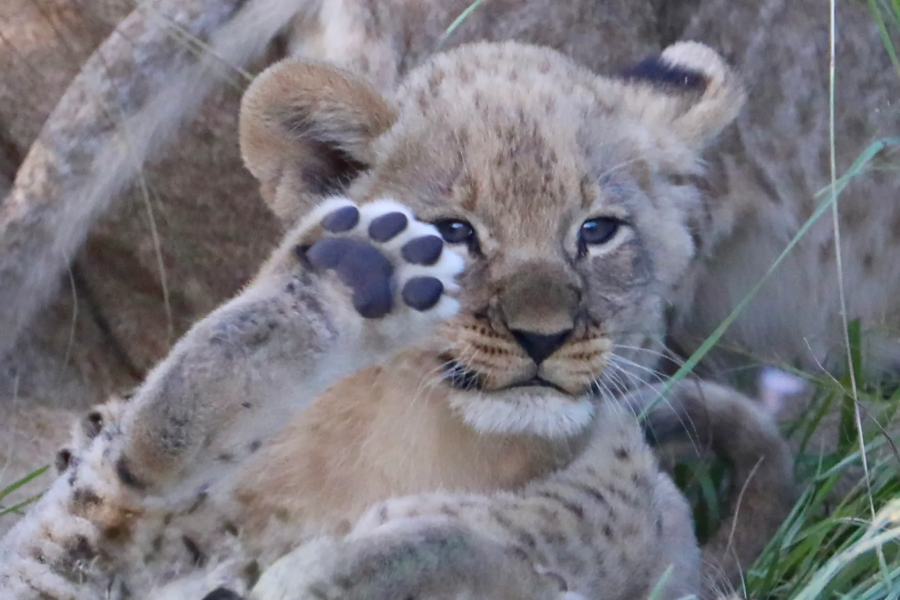 Funny Animals in the Wild