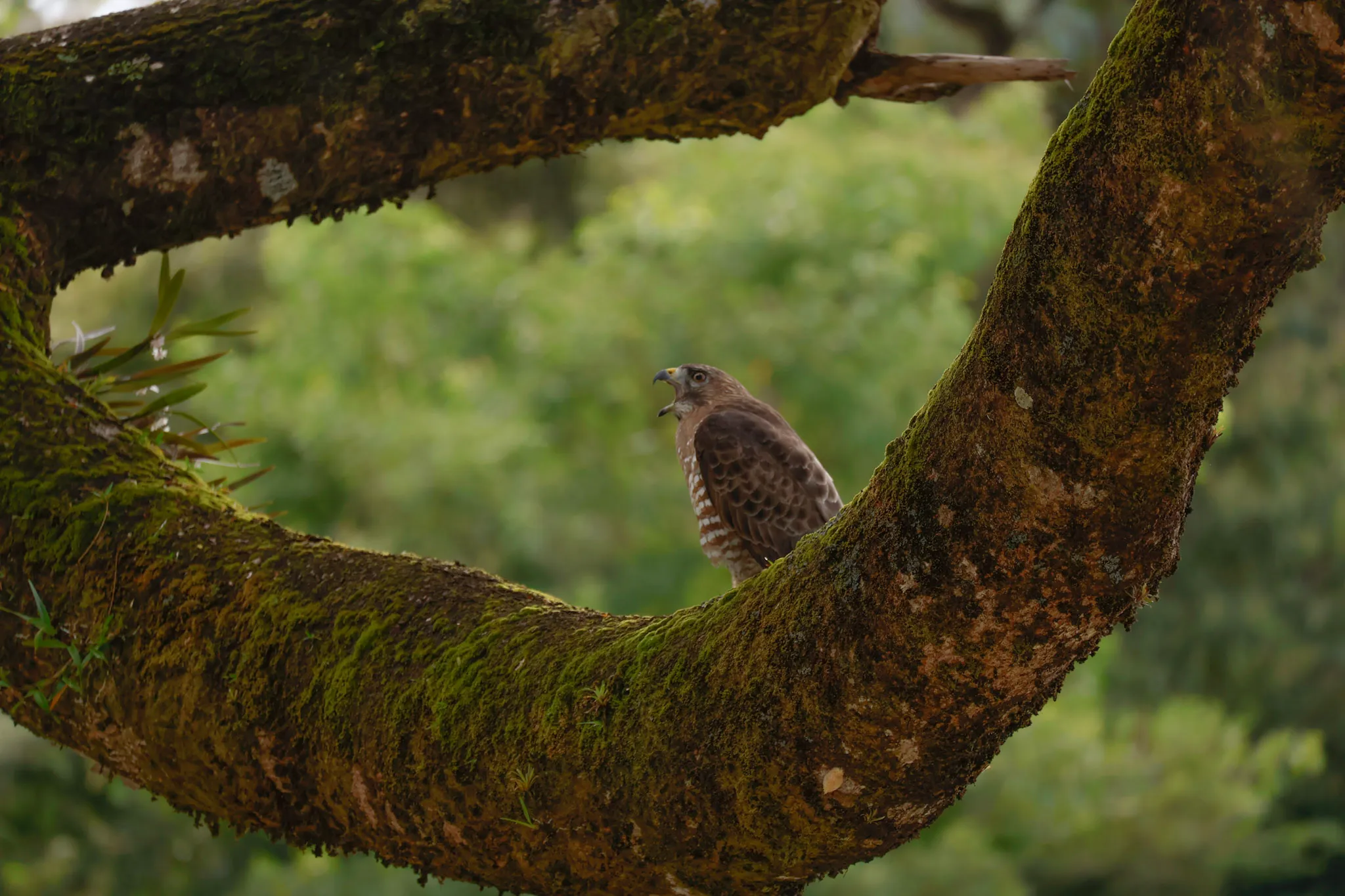 Strident hawk