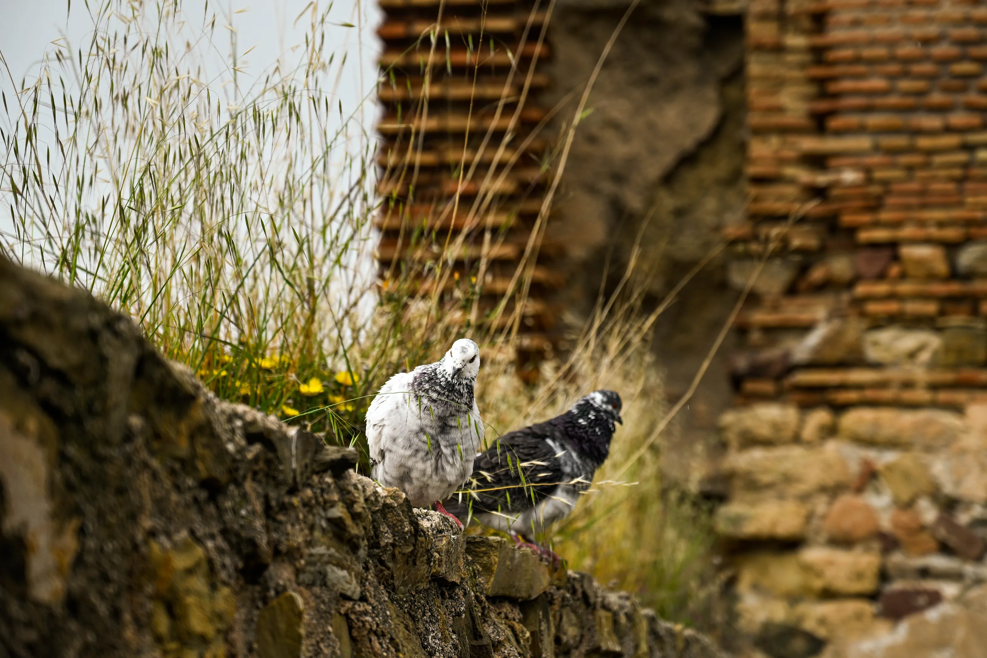 Pigeons in Marbella