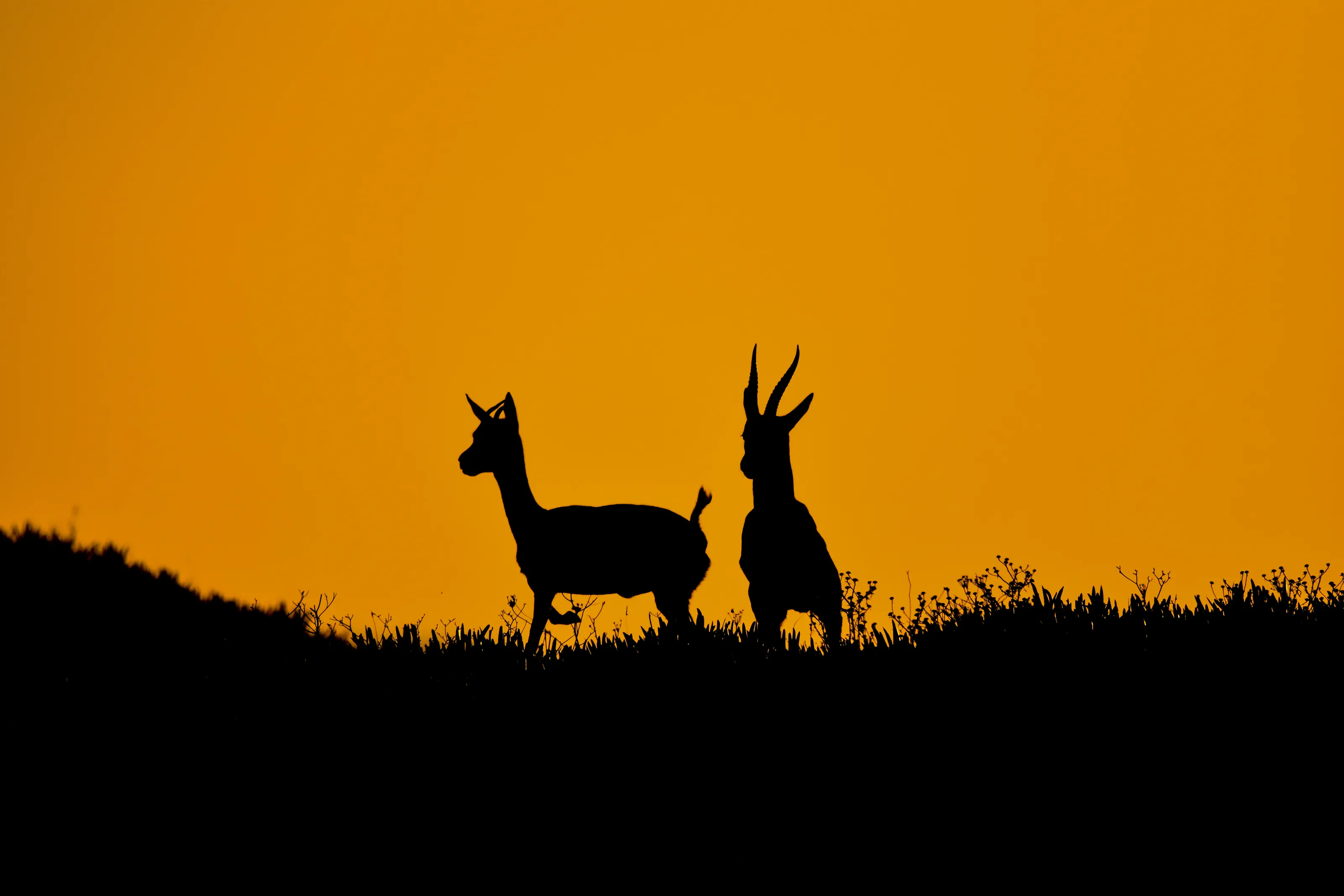 Sunset Dance