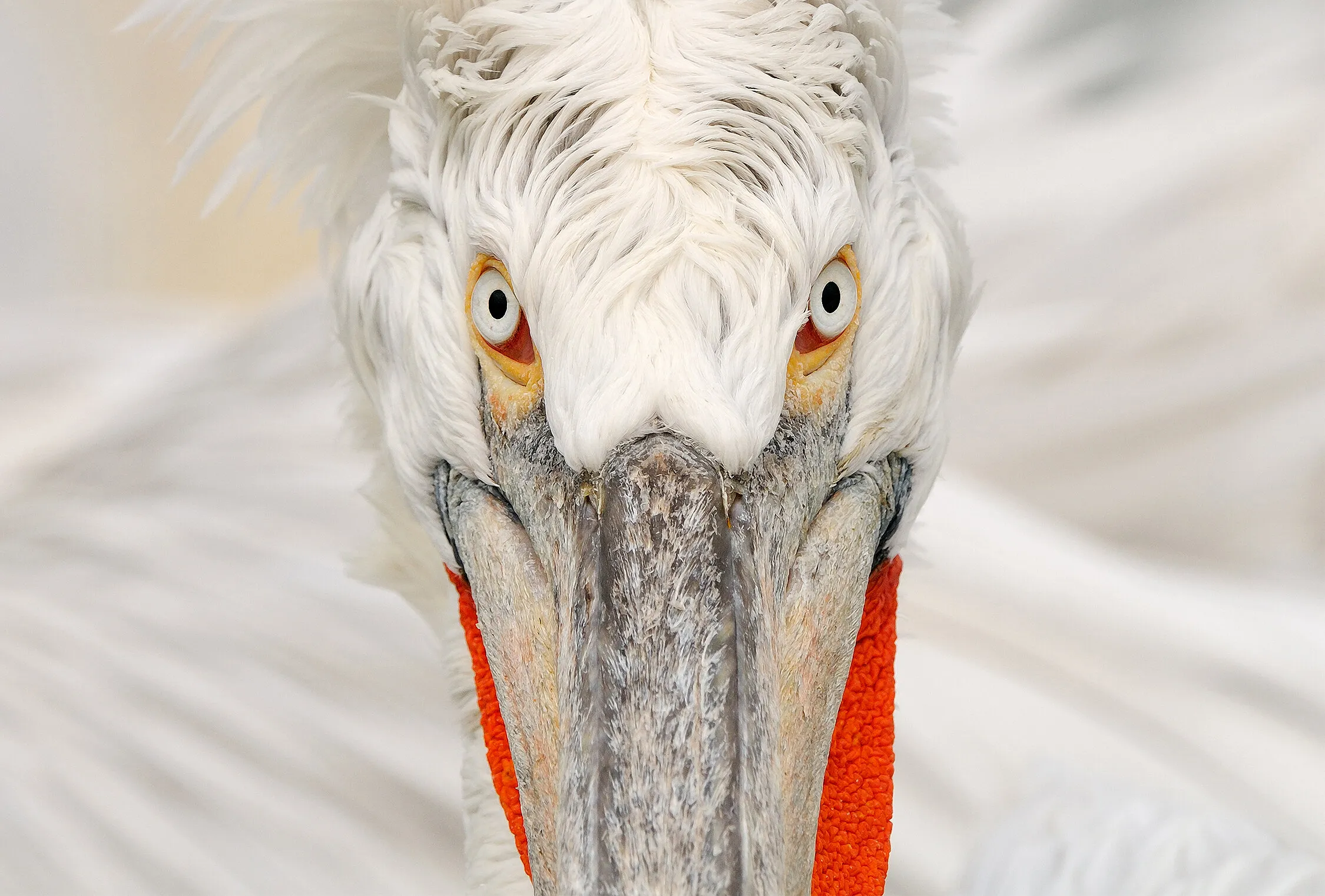 Outstare