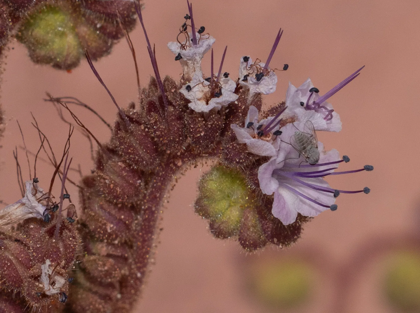 Scorpion weed